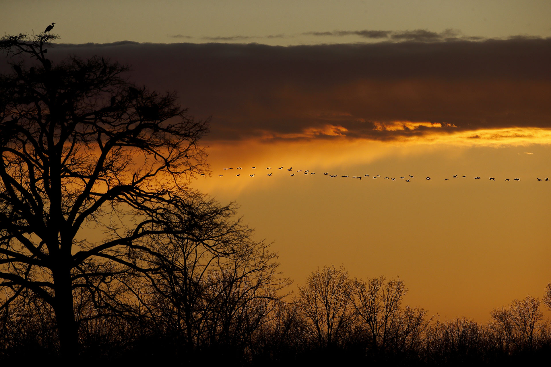 Herons at sunset...