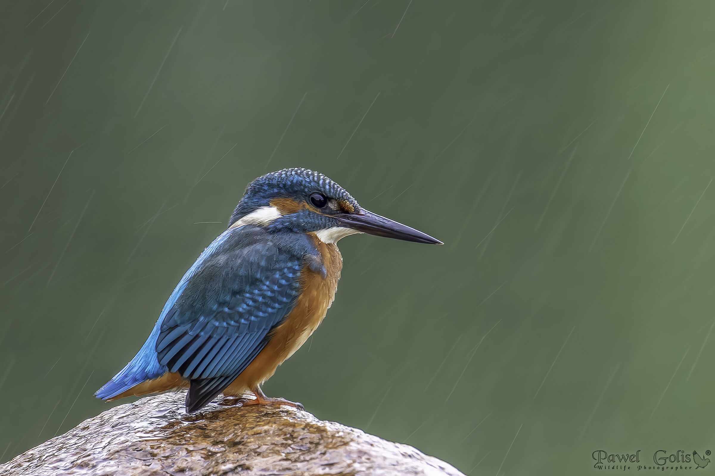 Kingfisher in the rain (Alcedo atthis)...