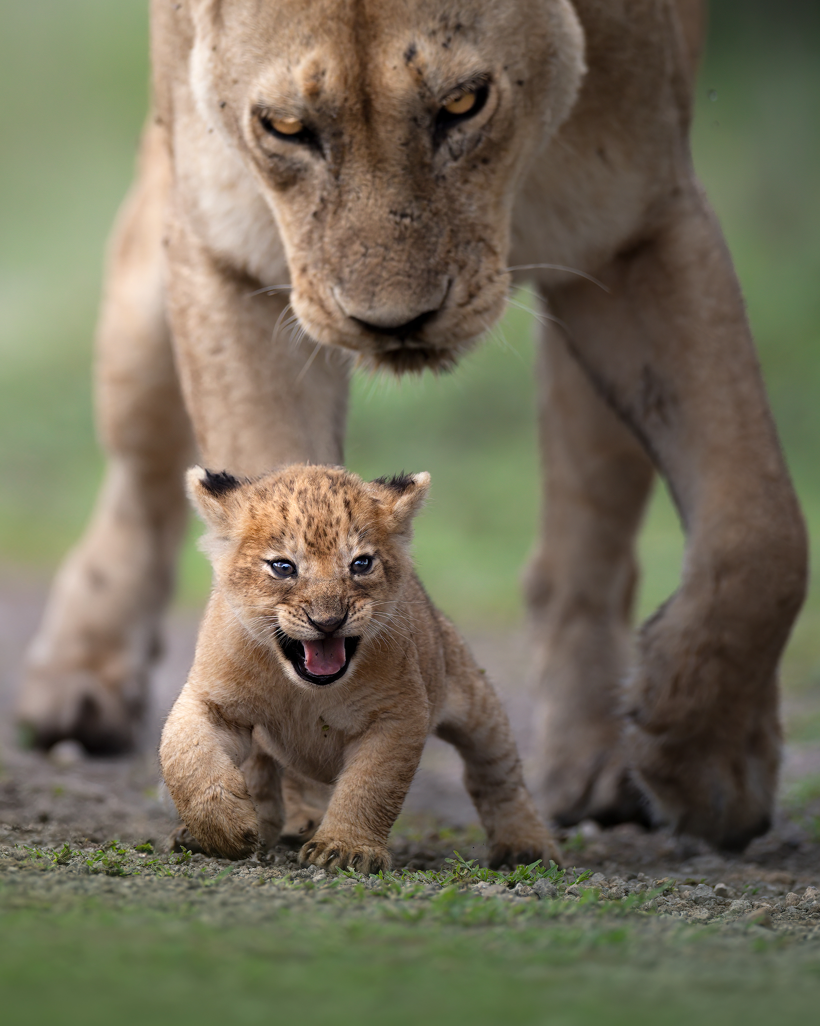 First steps... with Mom!...