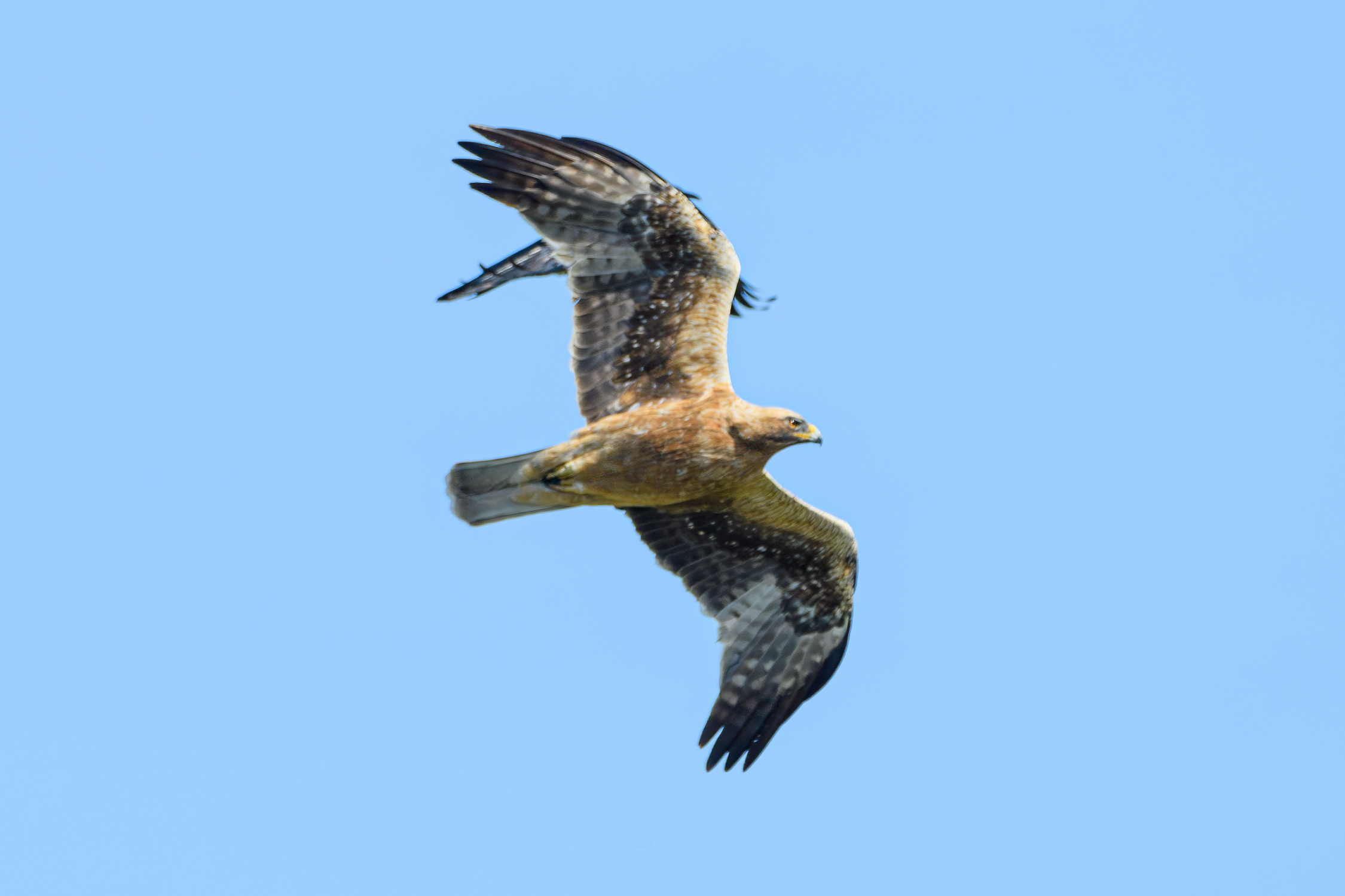 Buzzard...