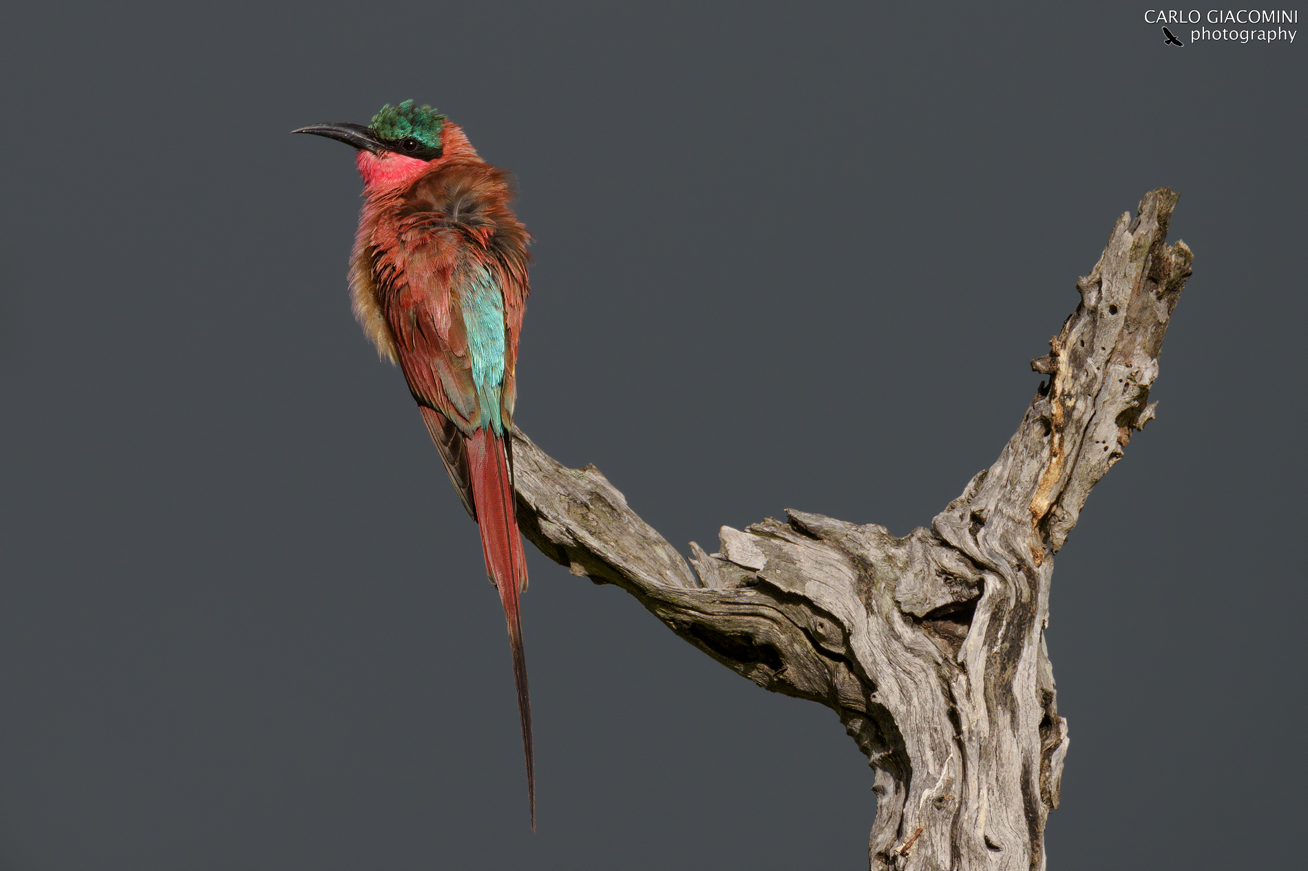 Southern carmine bee-eater ...