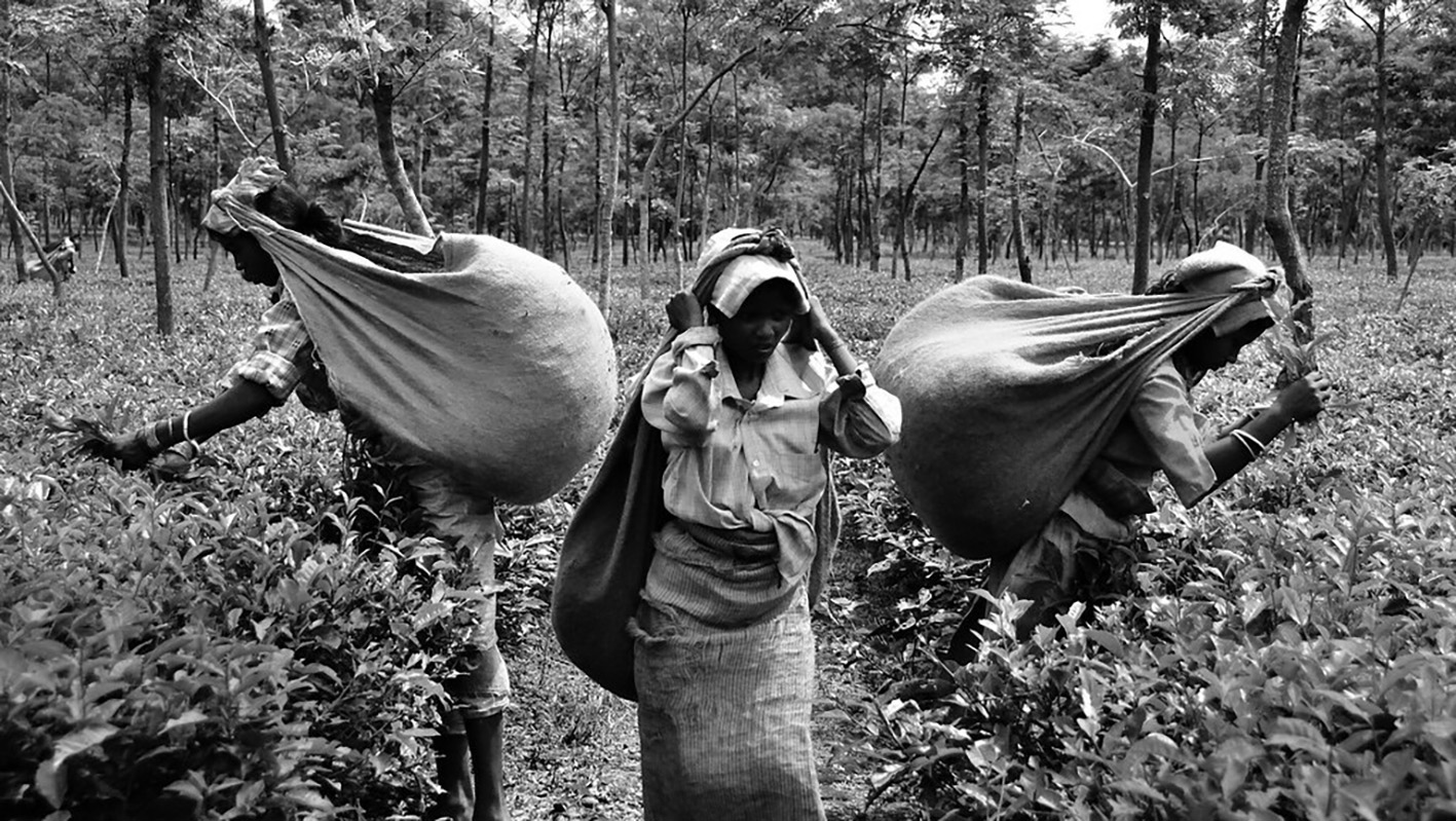 INDIA, west bengal, tea pickers...