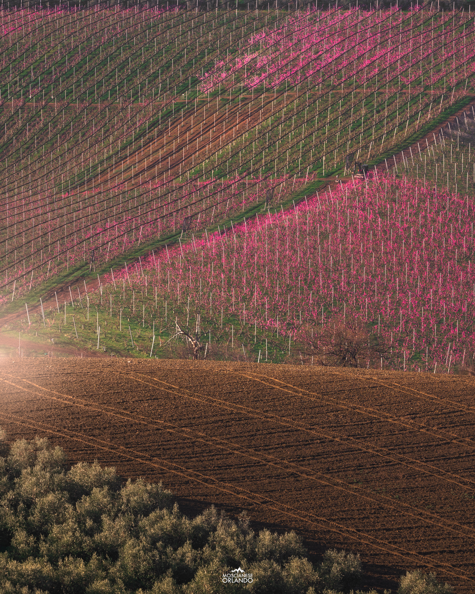 Primavera...