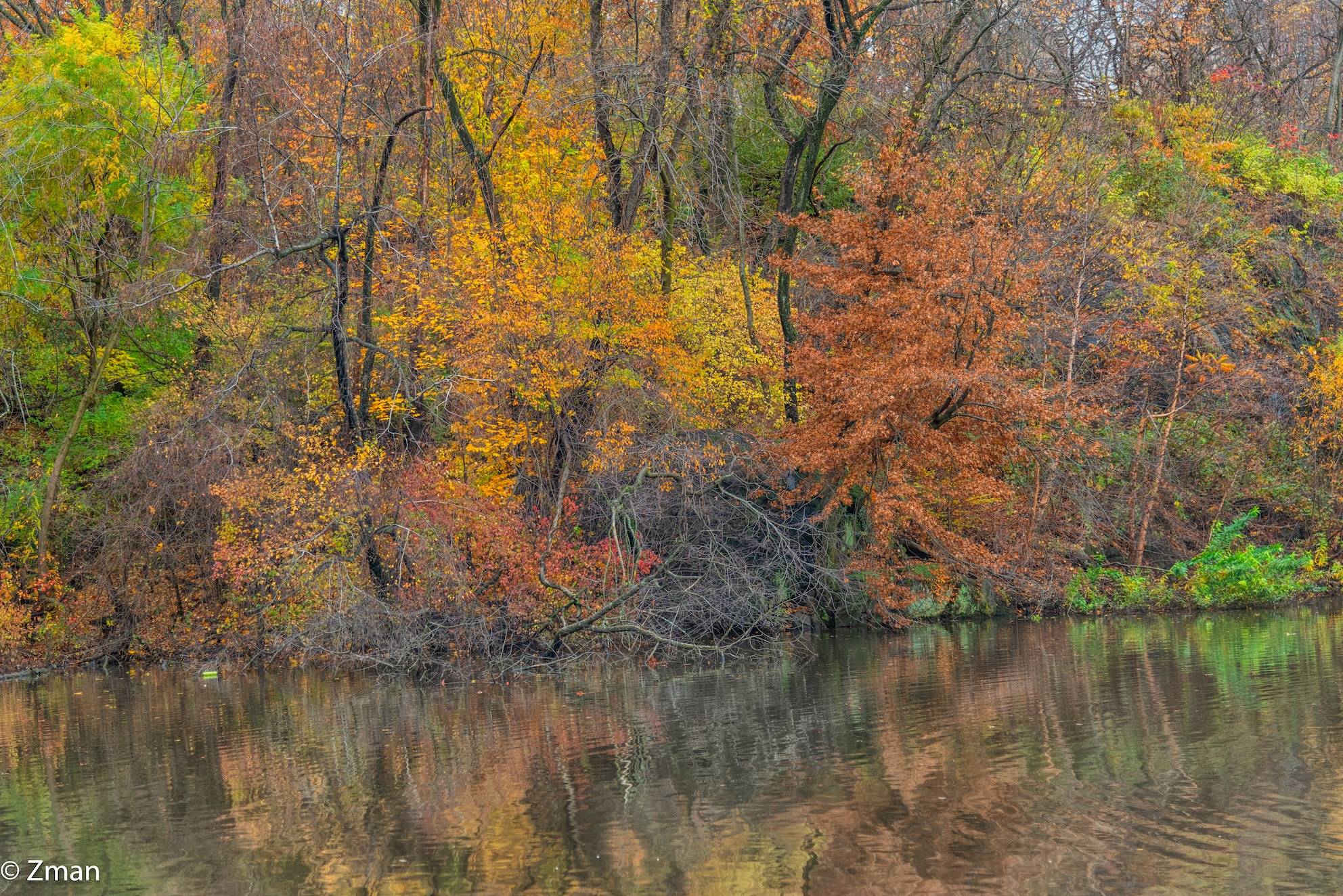 Central Park Autumn Colors...