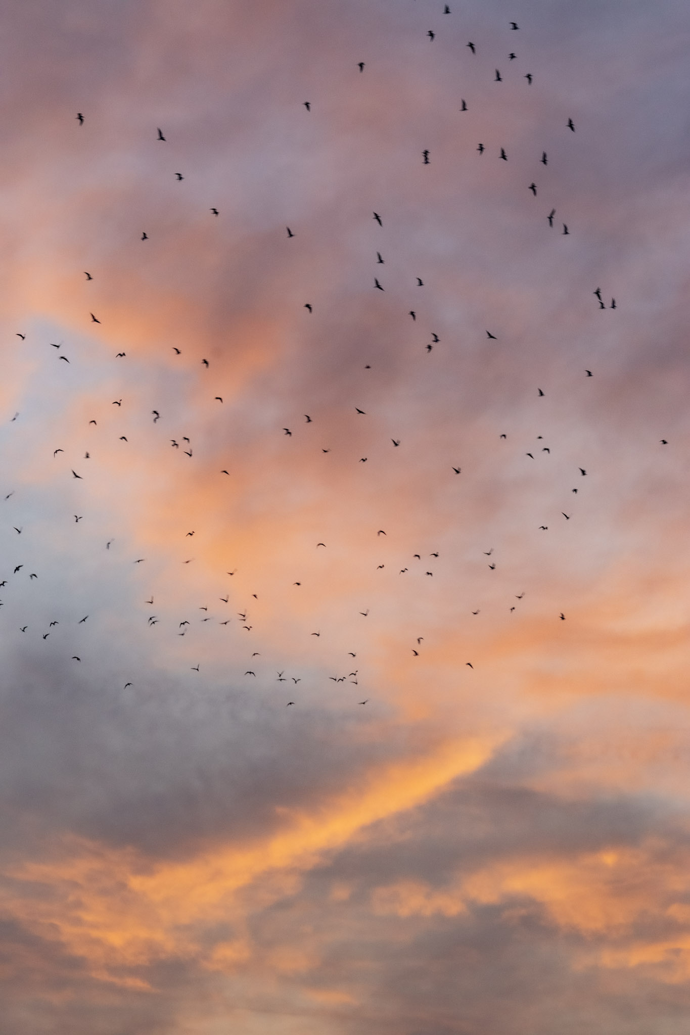 Flock at sunset...