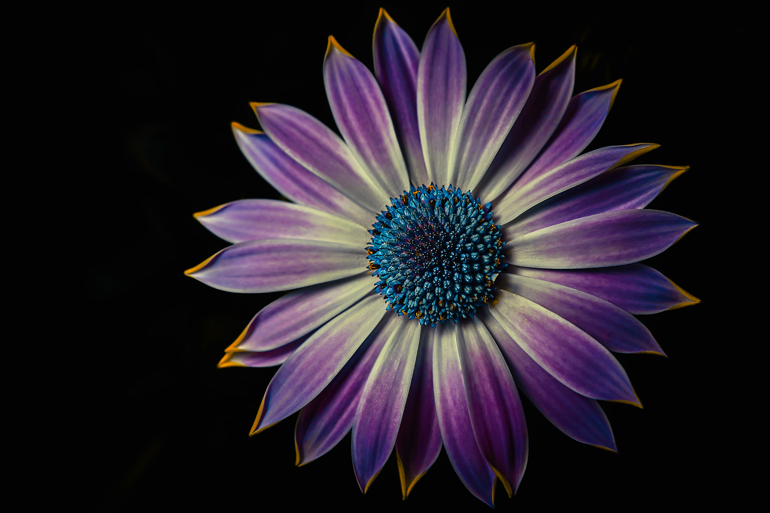 Miss Violet...