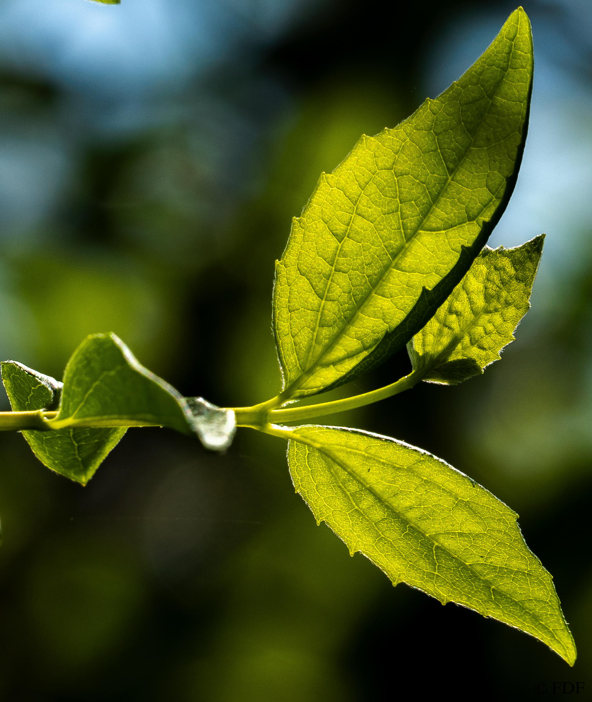 Leaves...