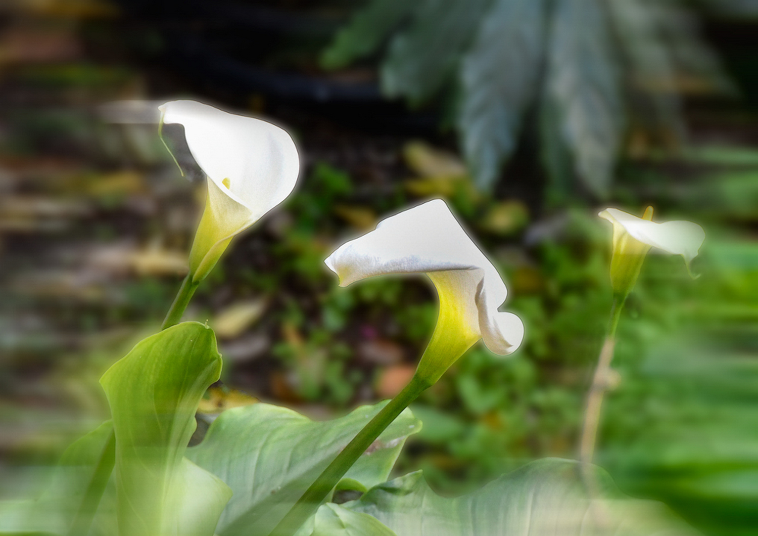 The three calla lilies.....