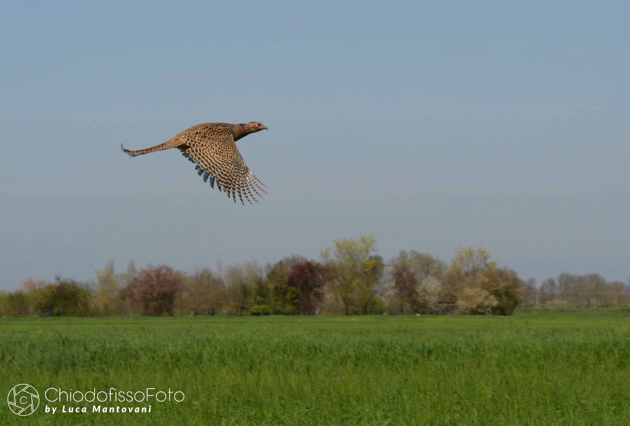 Pheasant in flight...