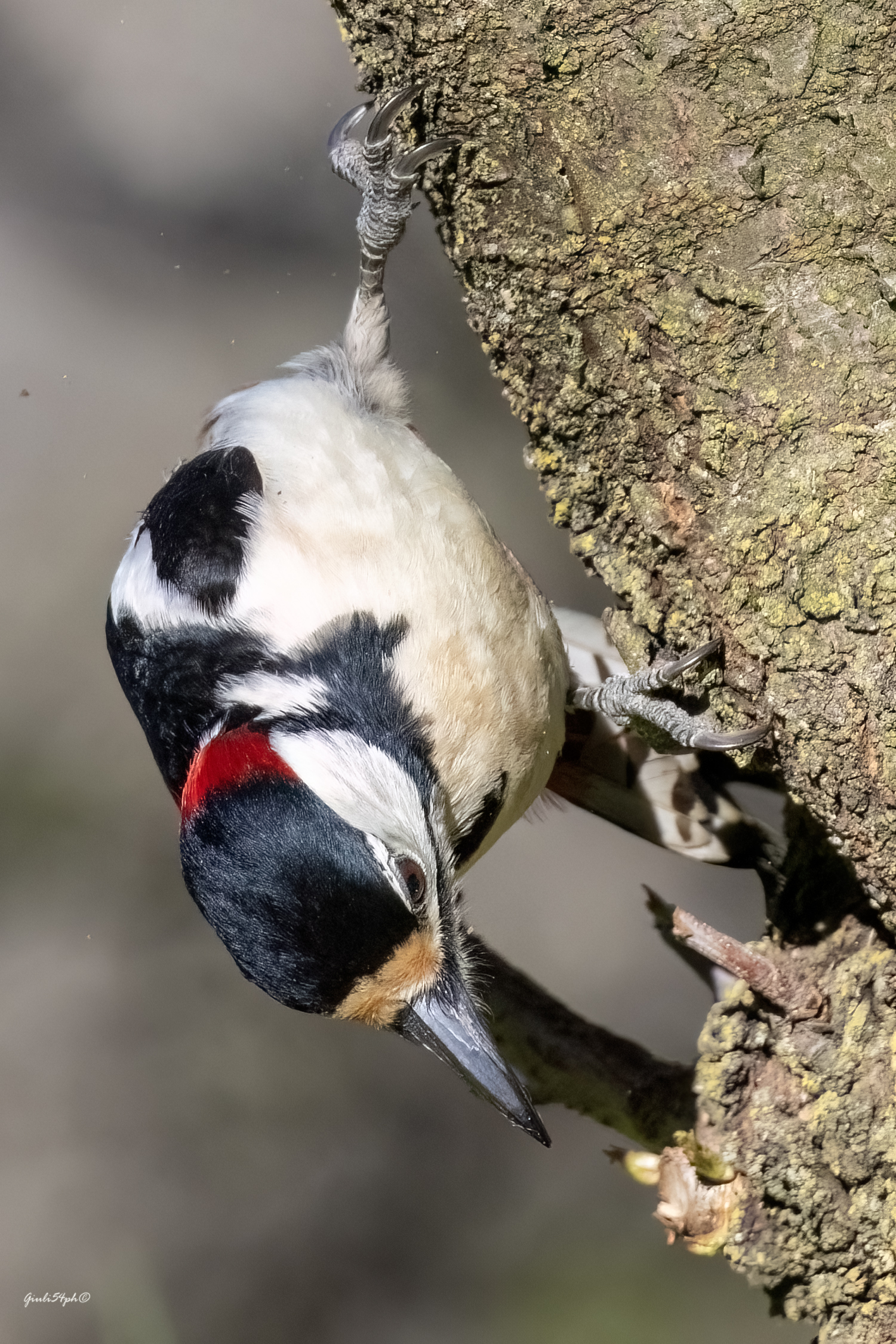 The Acrobat Woodpecker...