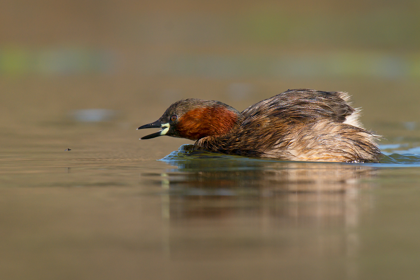 The little grebe and the insect...