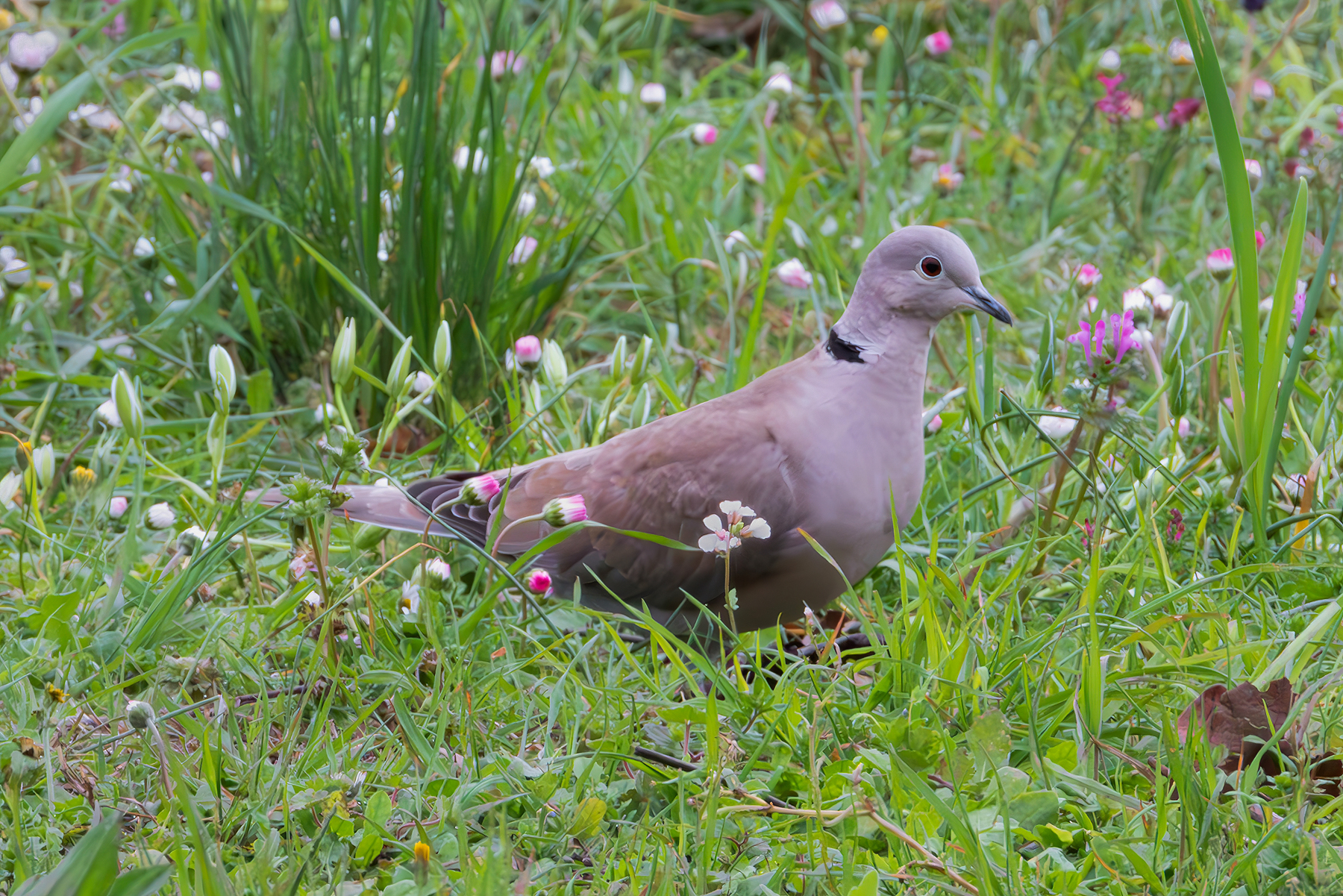 Turtledove looking for twigs for the nest...