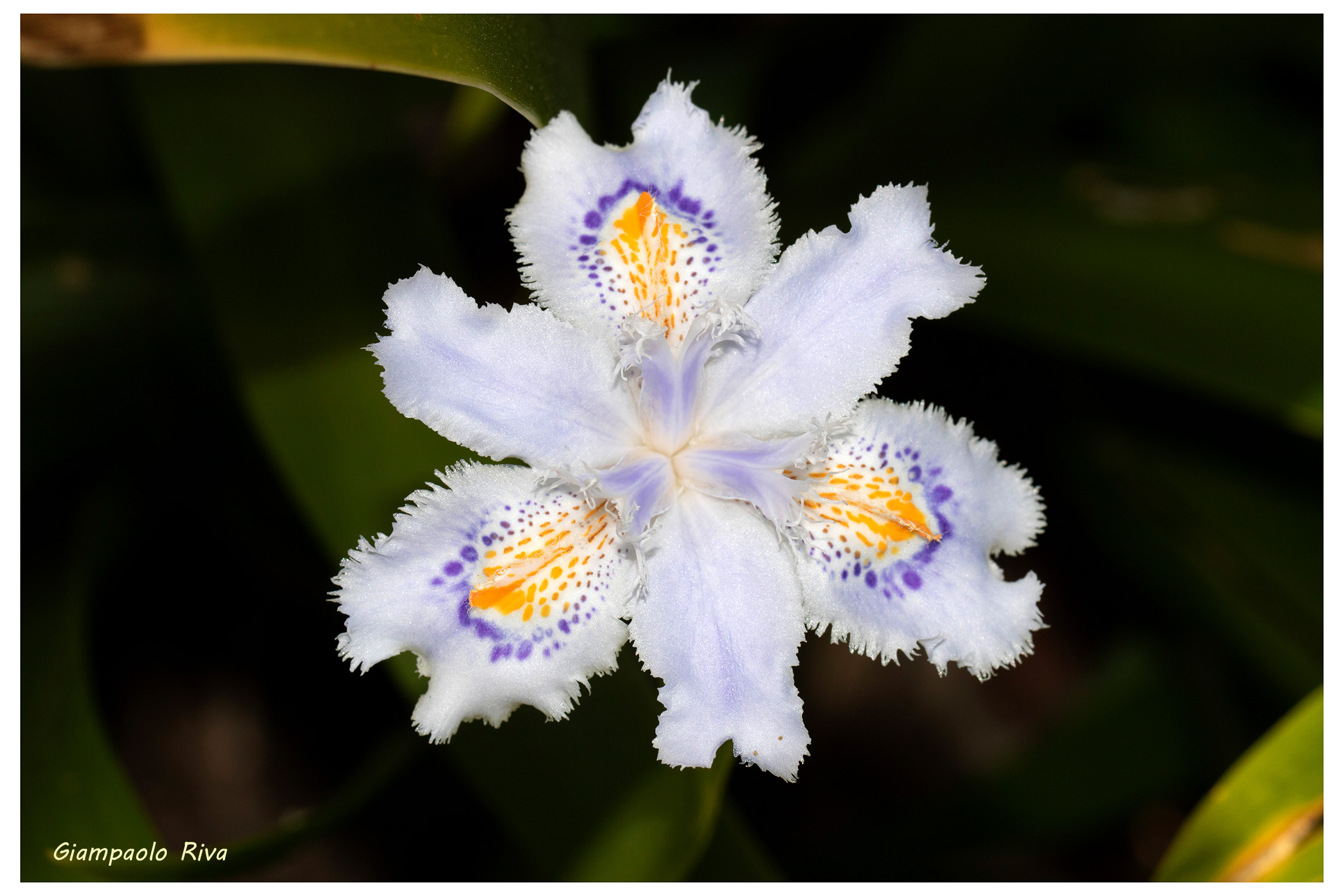 Iris japonica...
