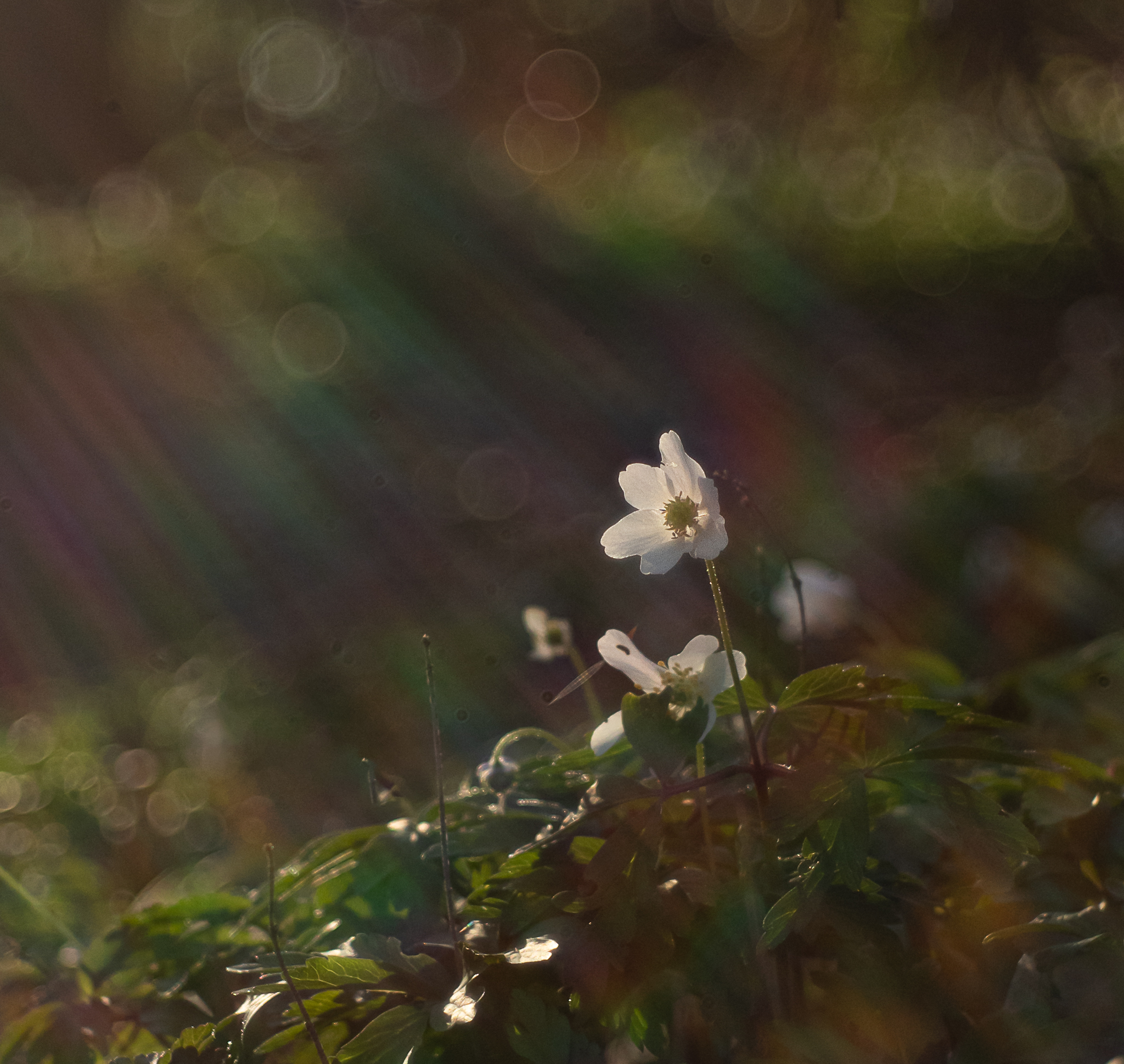 Little flower in the undergrowth (light bath)...
