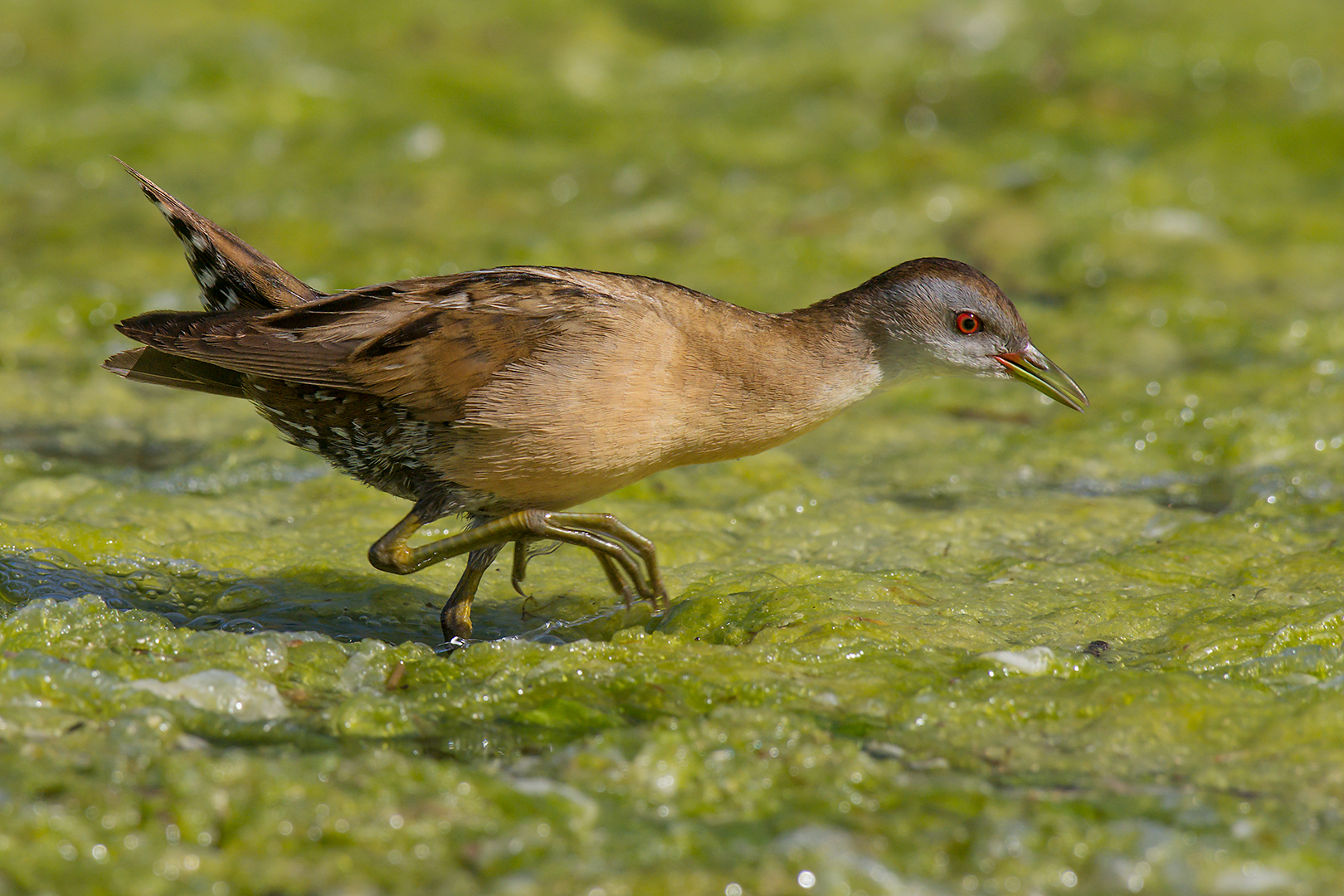 Crake in search of food...