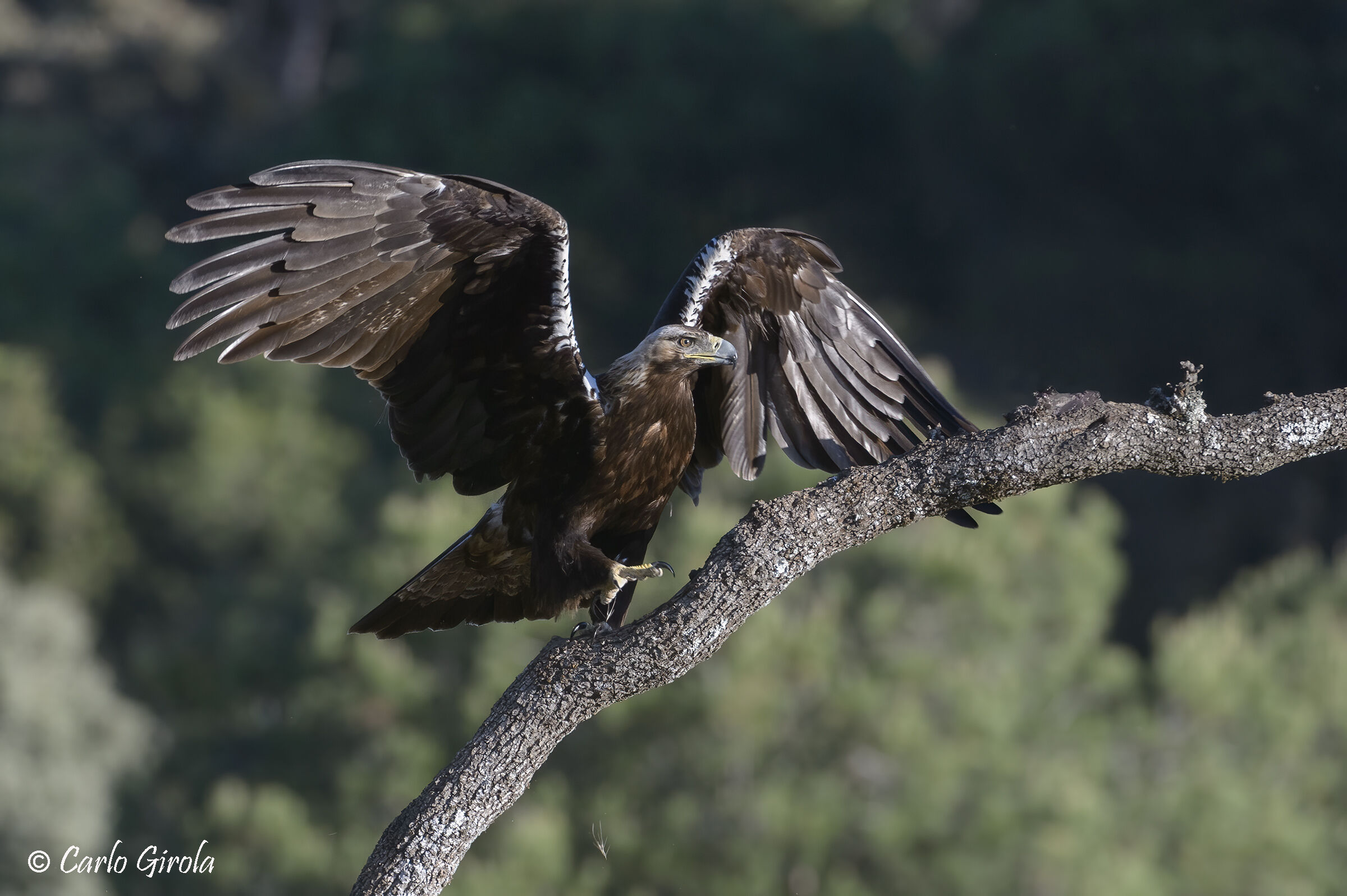 Imperial Eagle (Aquila adalberti)...