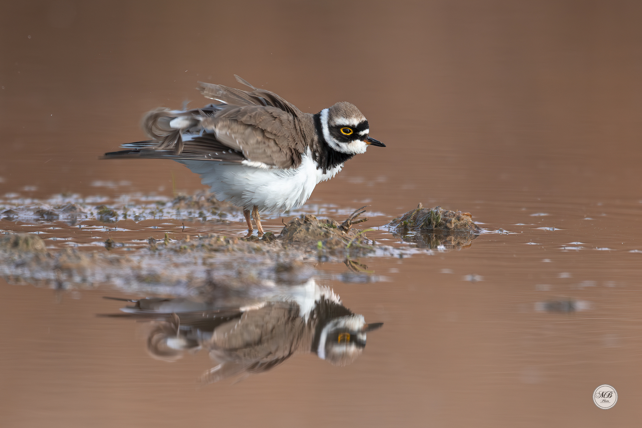 Little ringed plover...