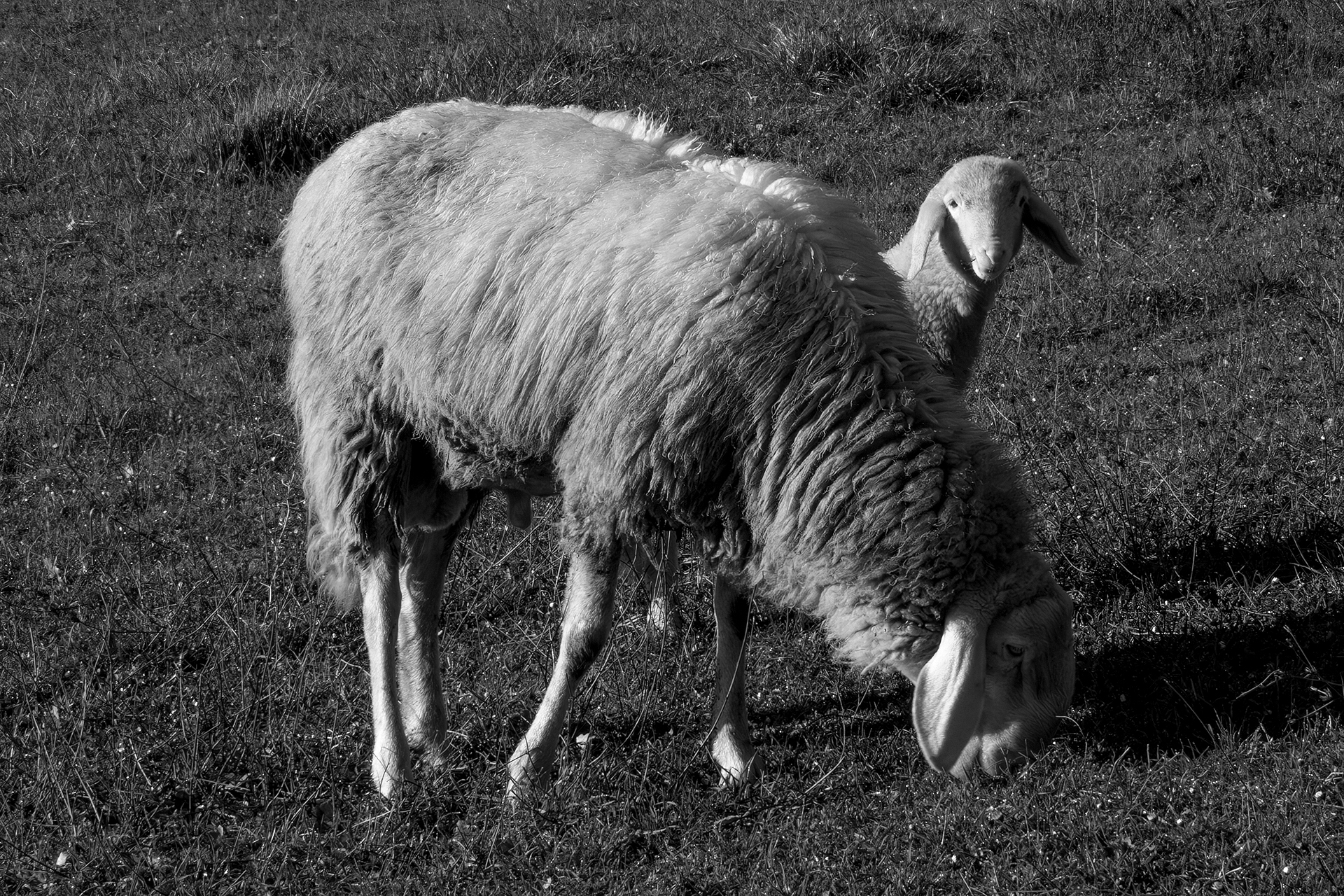 Sheep of yesteryear...