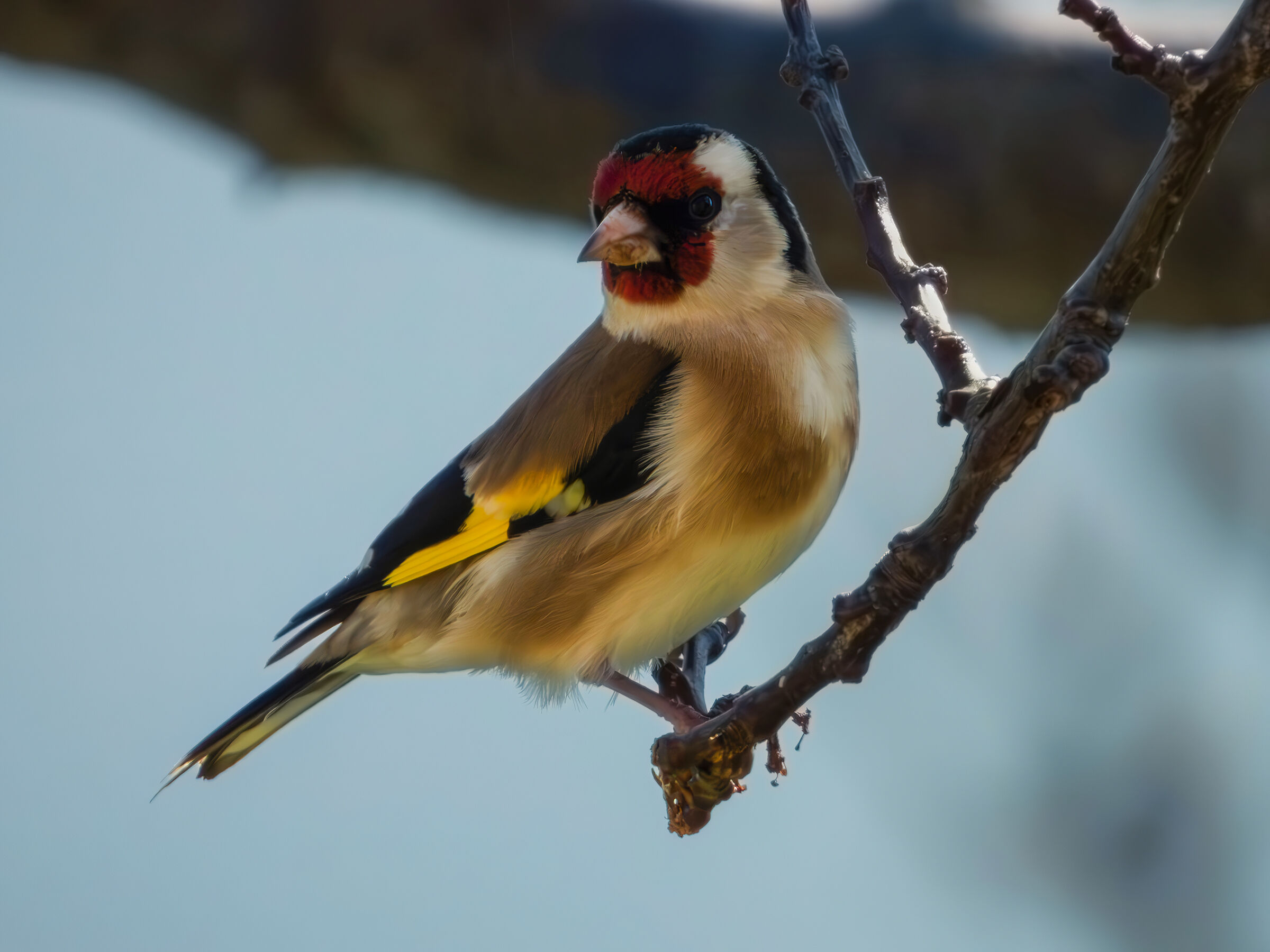 Goldfinch...