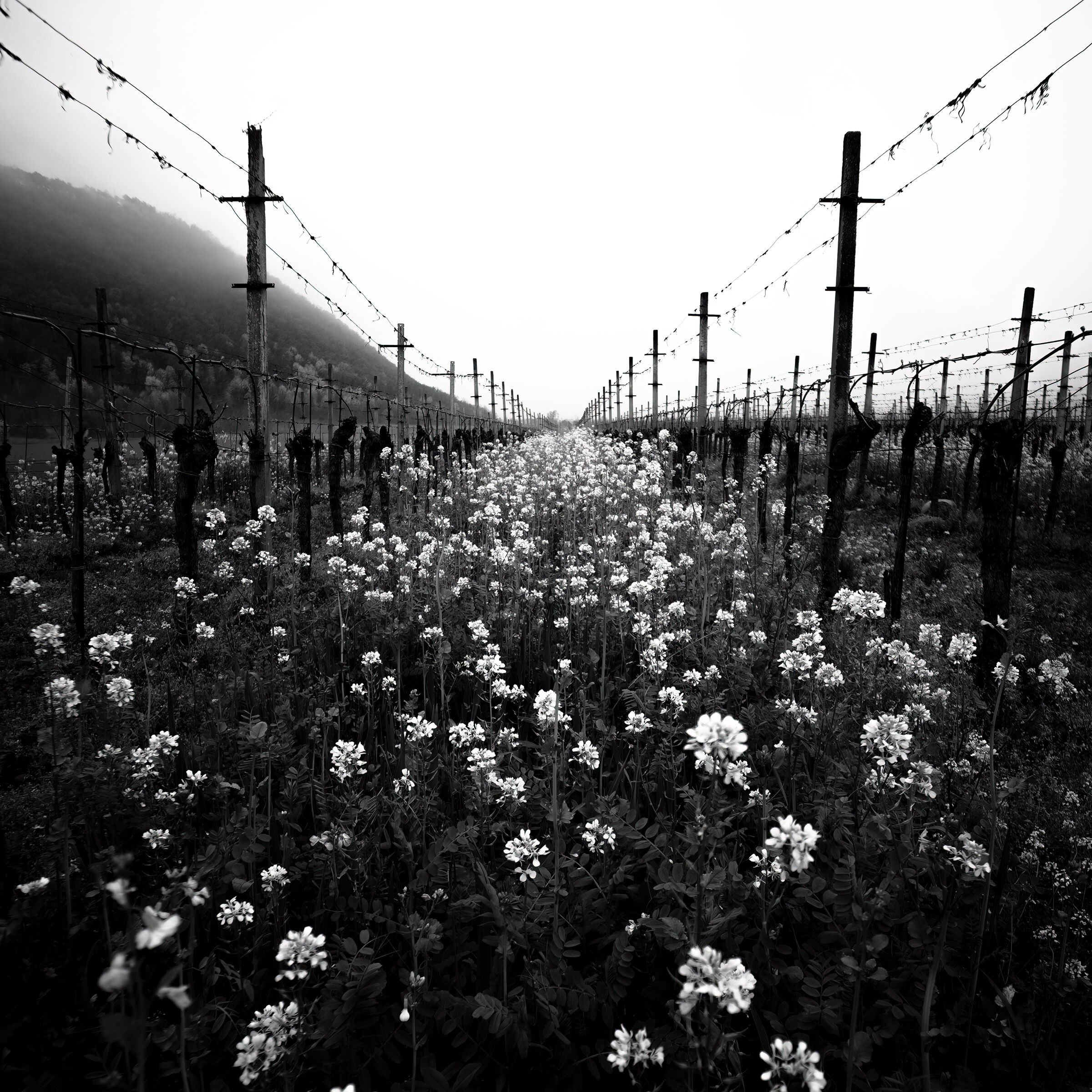 Flowers and barbed wire... l...