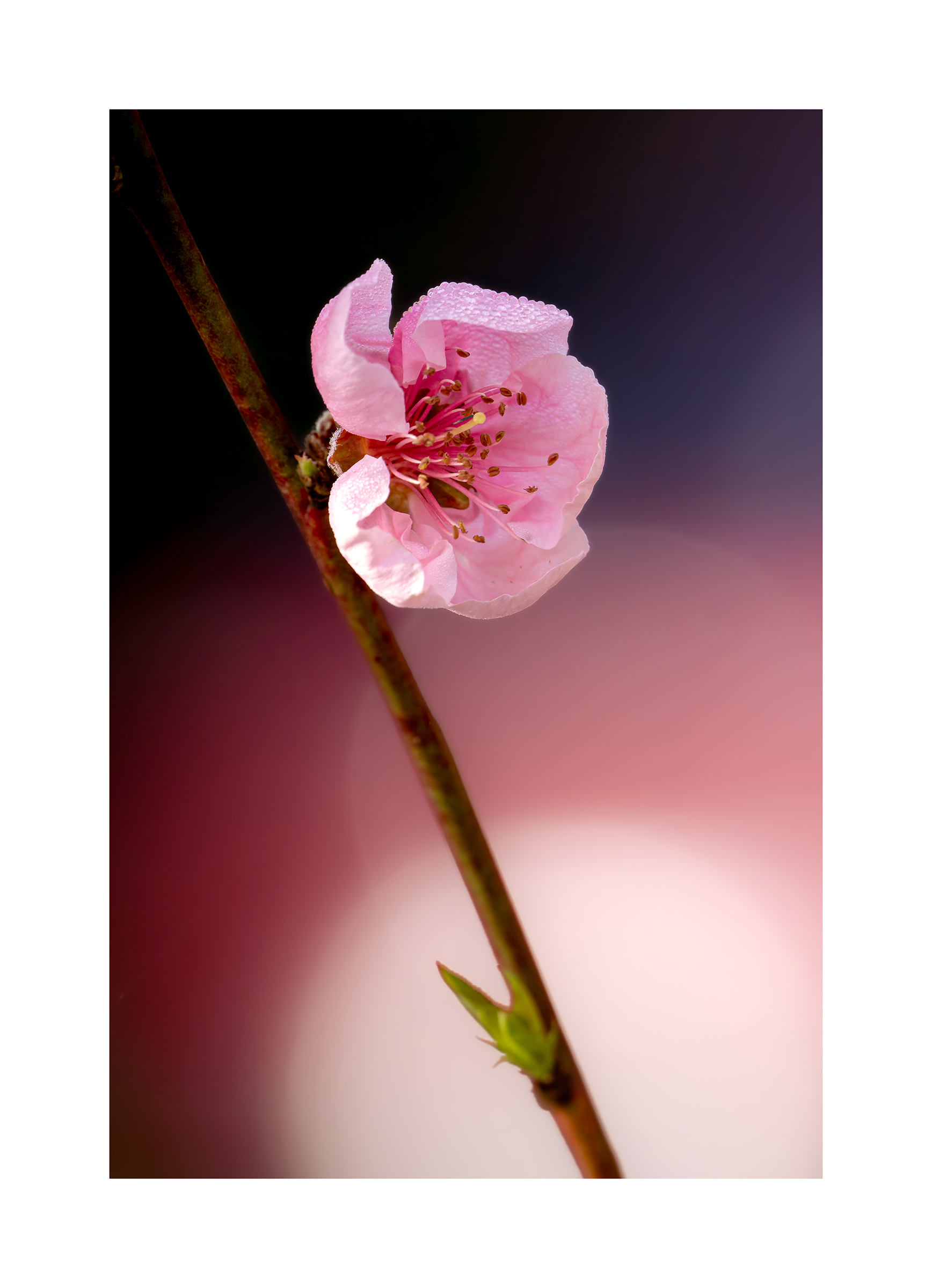 Peach blossom...