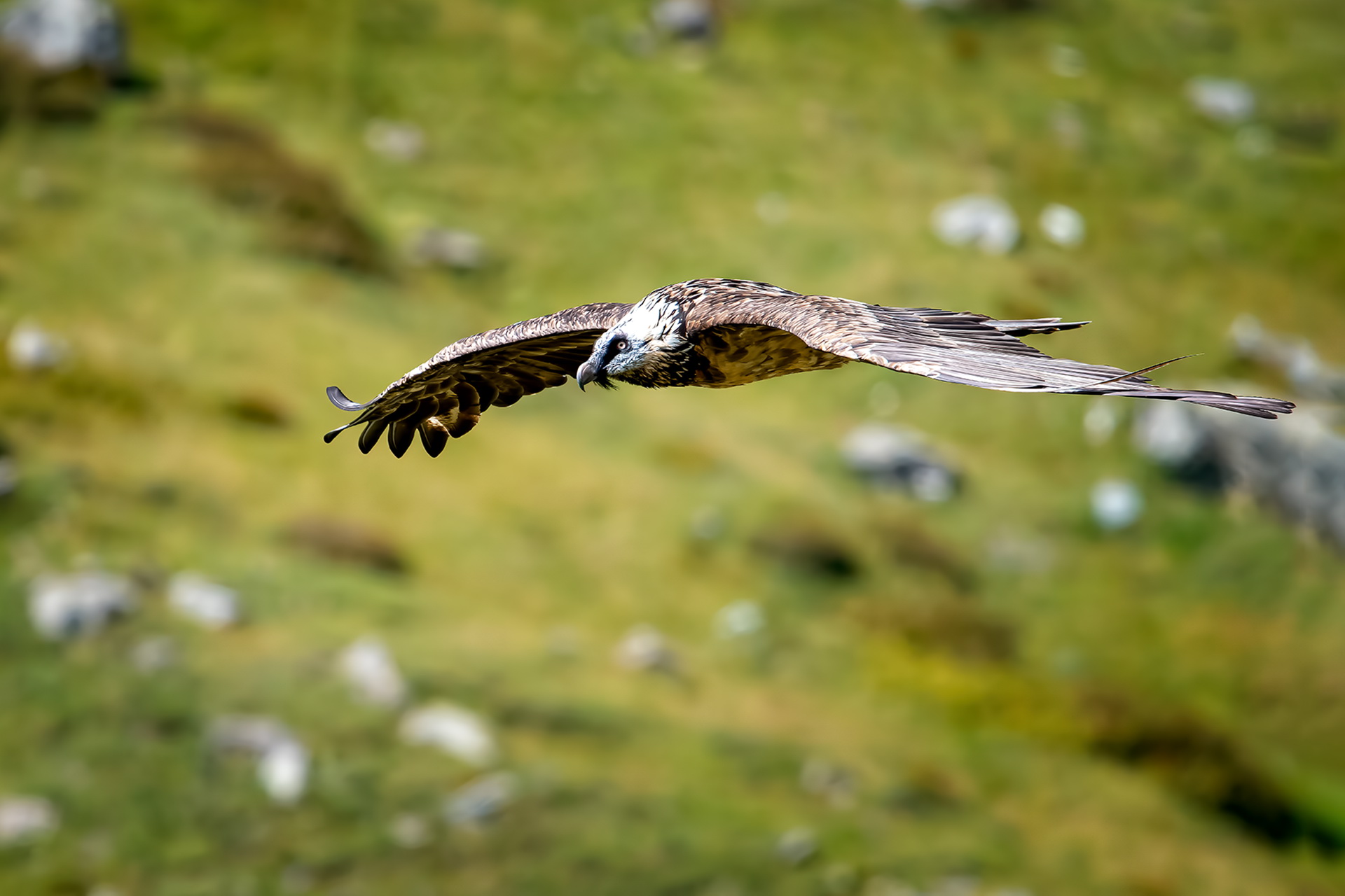 Bearded vulture...