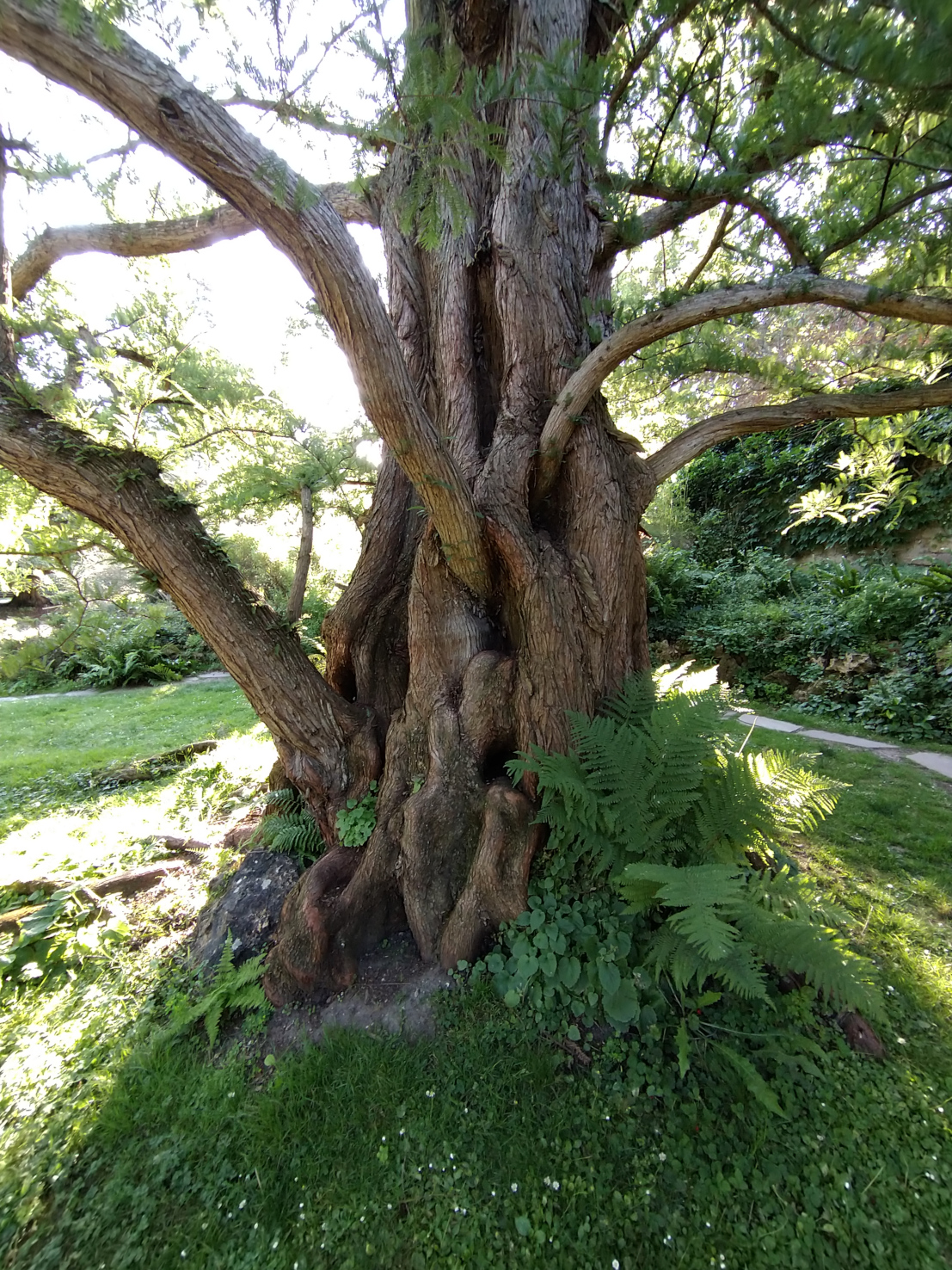Metasequoia glyptostroboides...