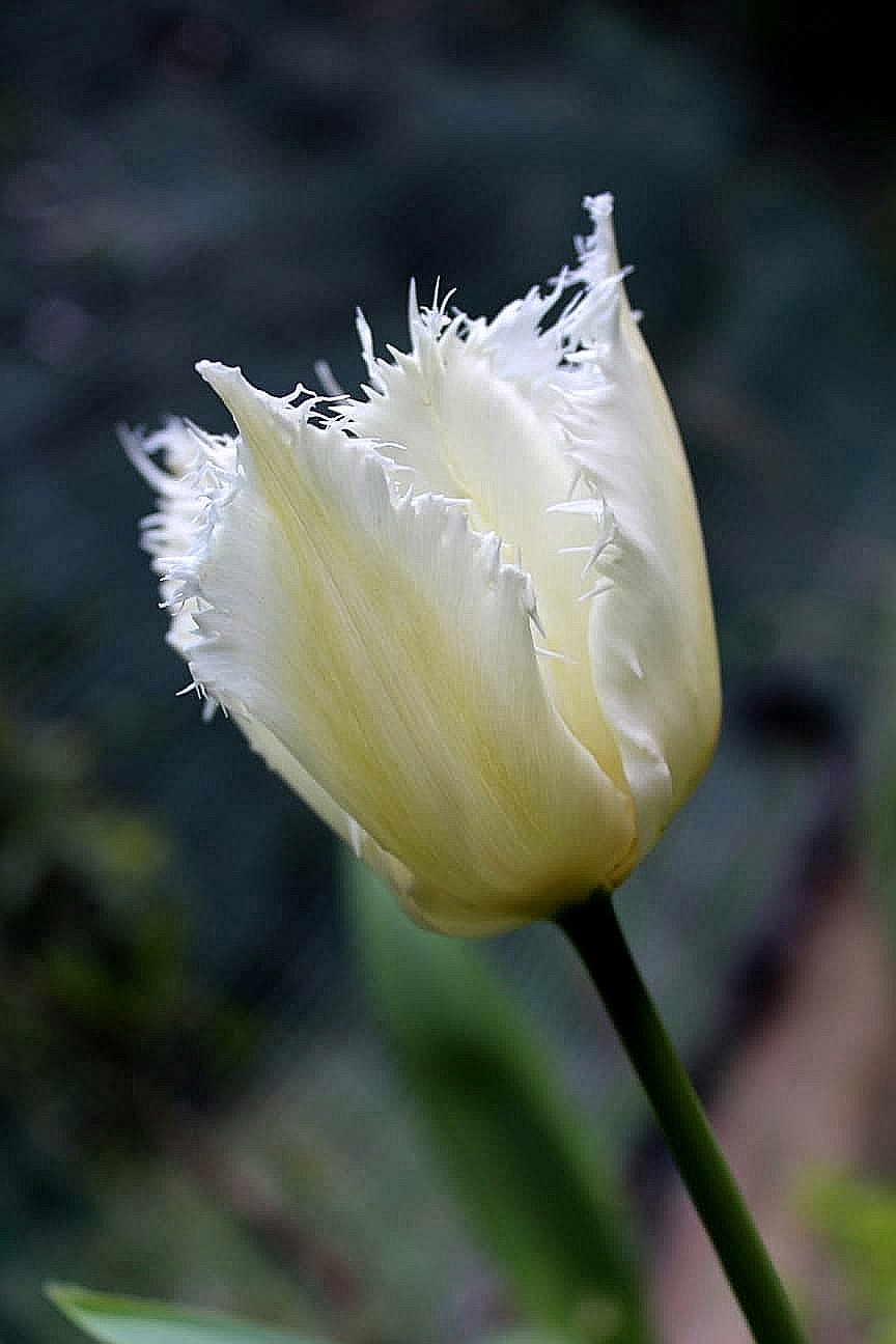 White tulip...