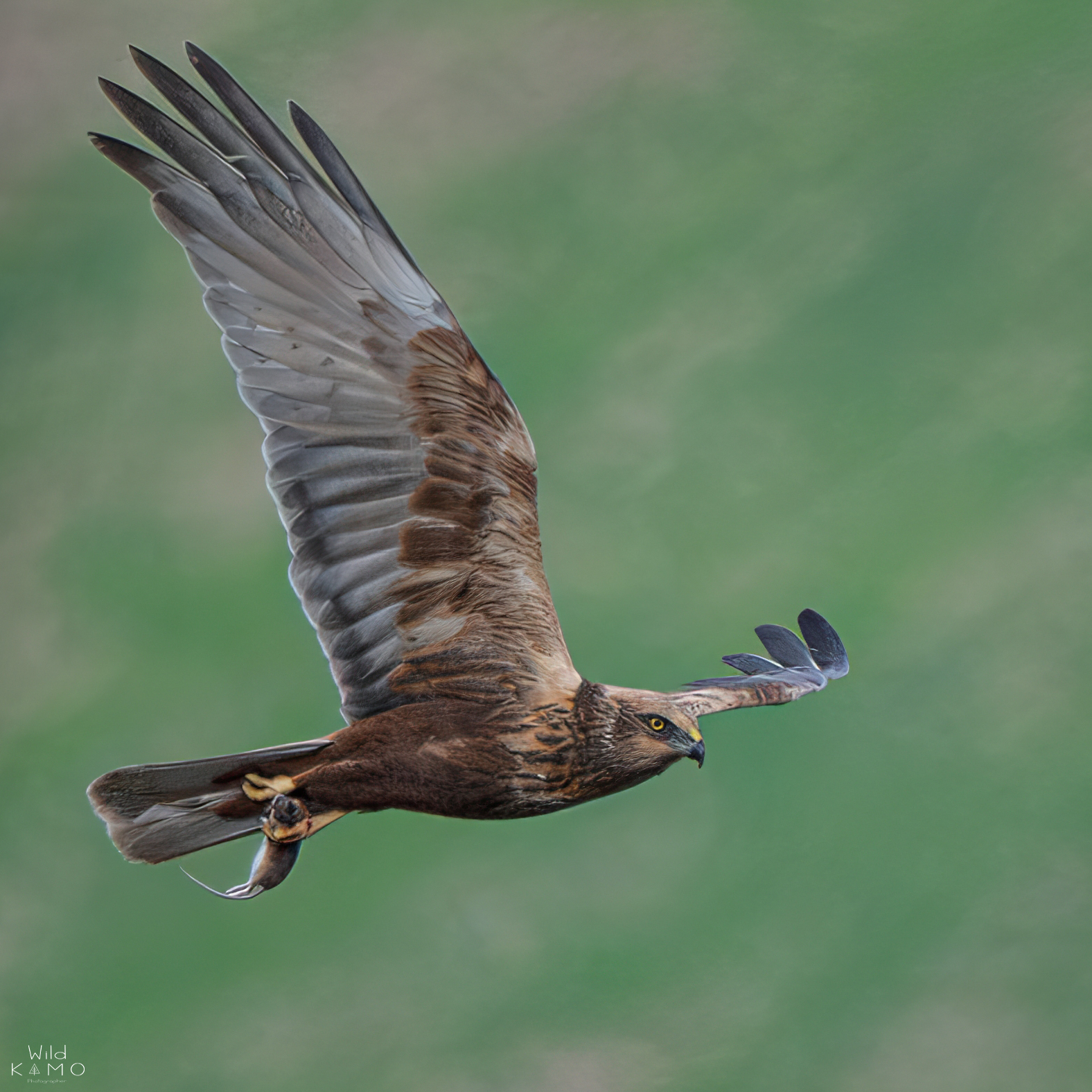 Marsh Harrier with Mouse...