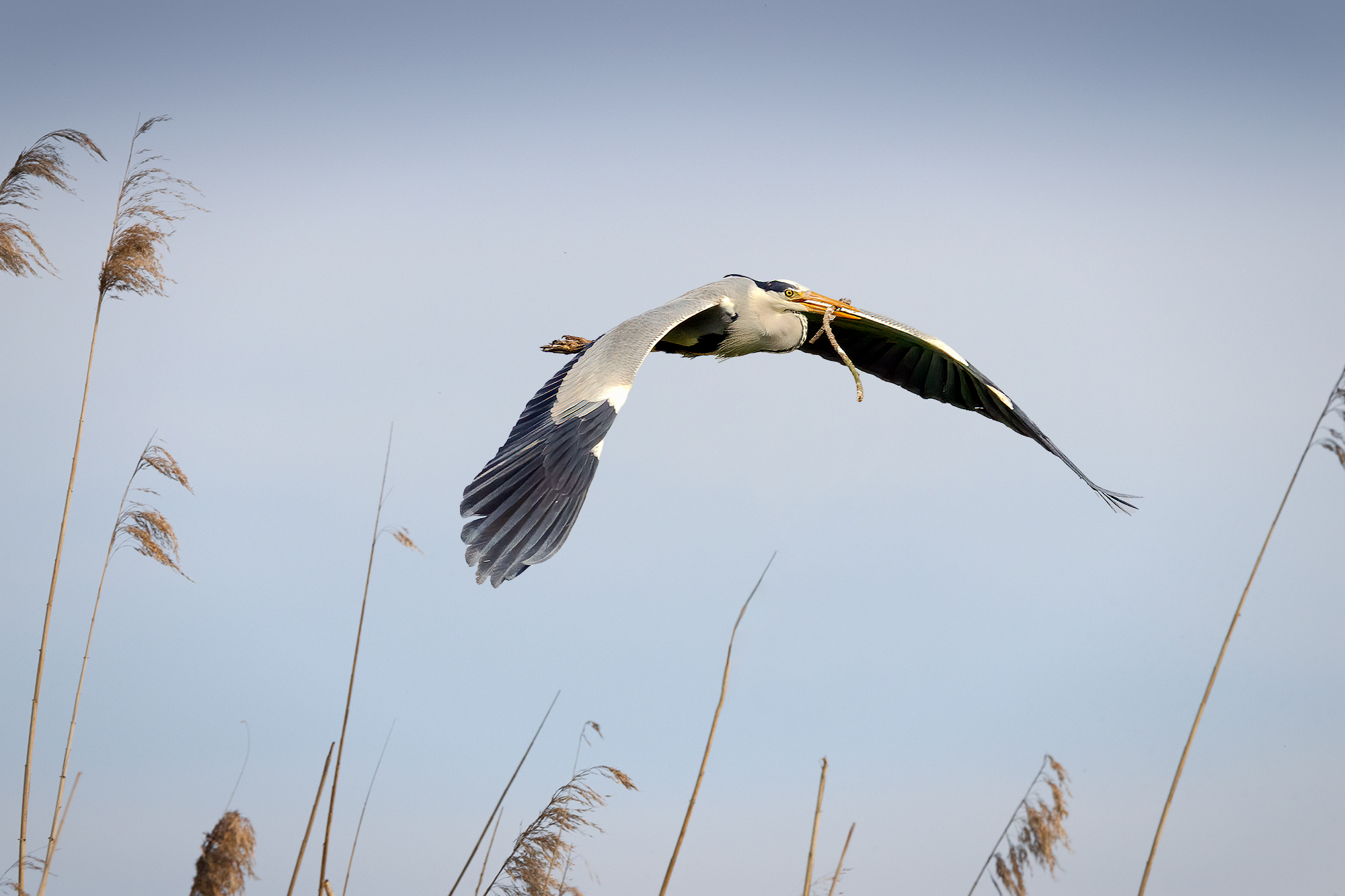 Grey heron...