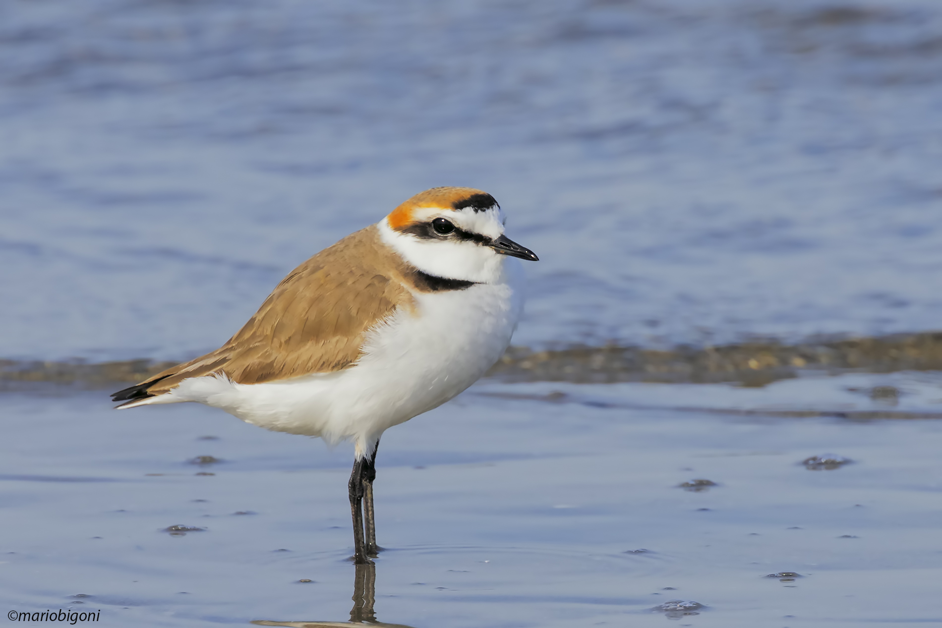 Male Plover...