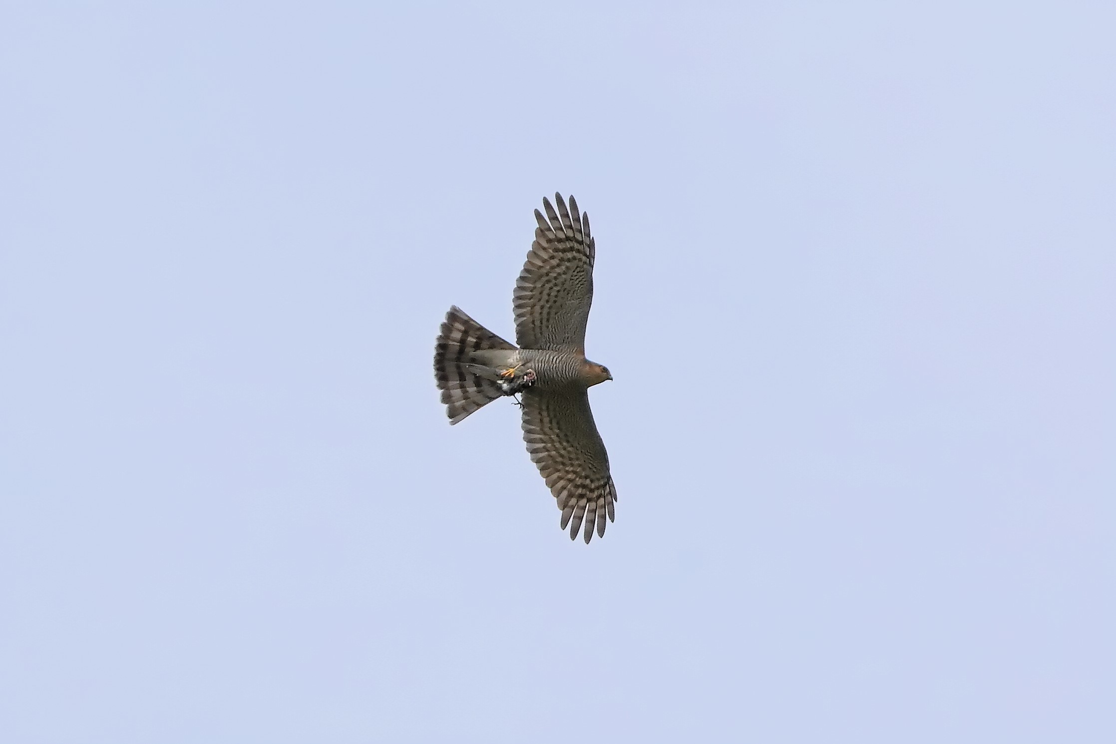 Sparrowhawk April 2024 - 0050...