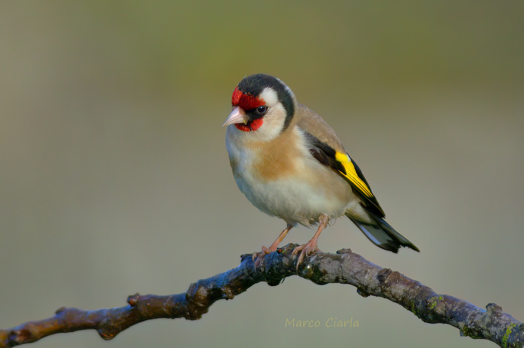 Goldfinch (Carduelis carduelis )  ...