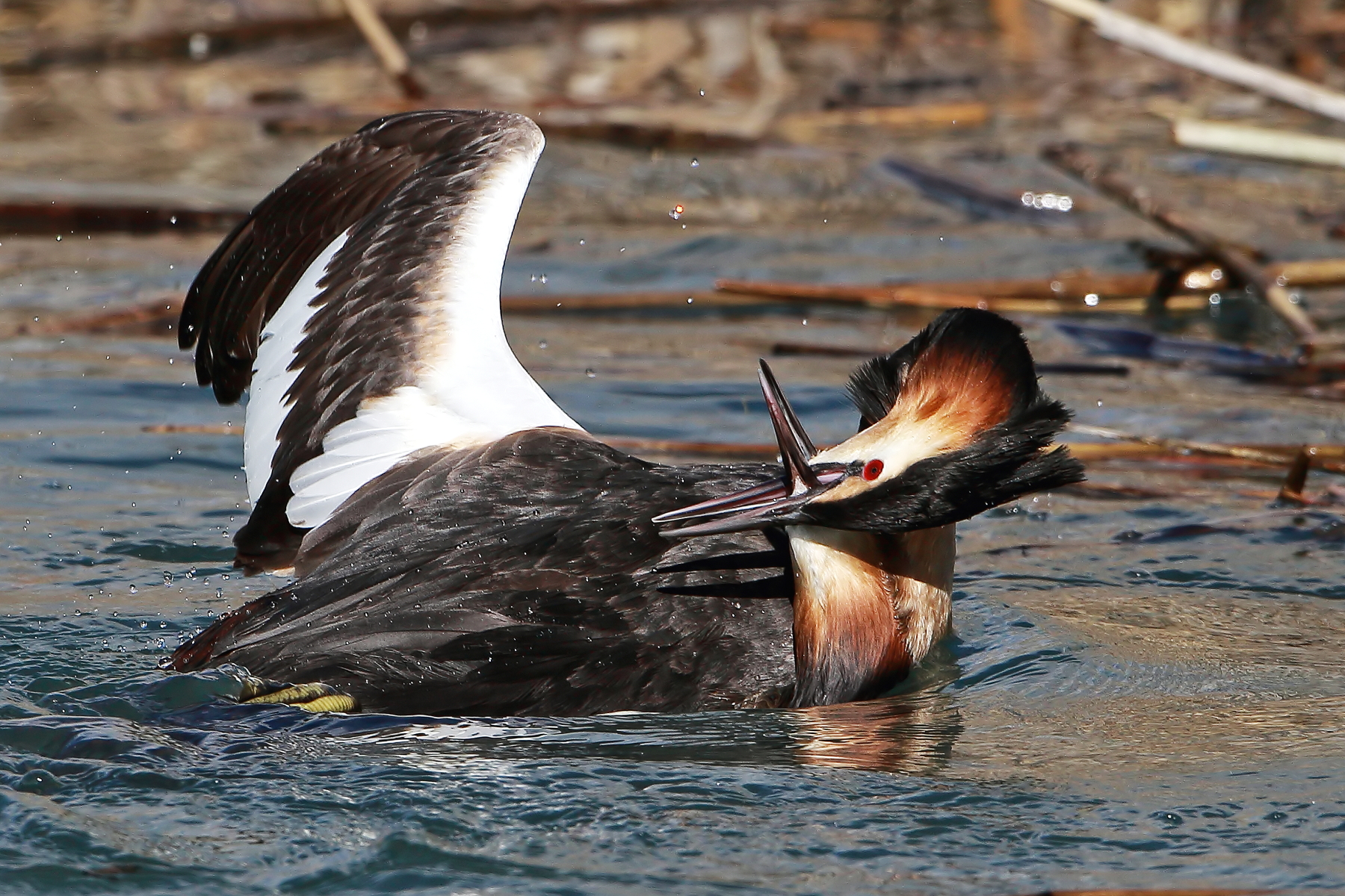 A very hard fight between grebes....