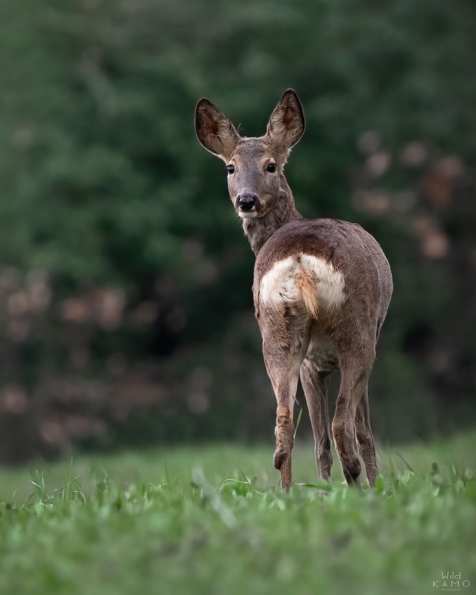 Female Roe Deer ...