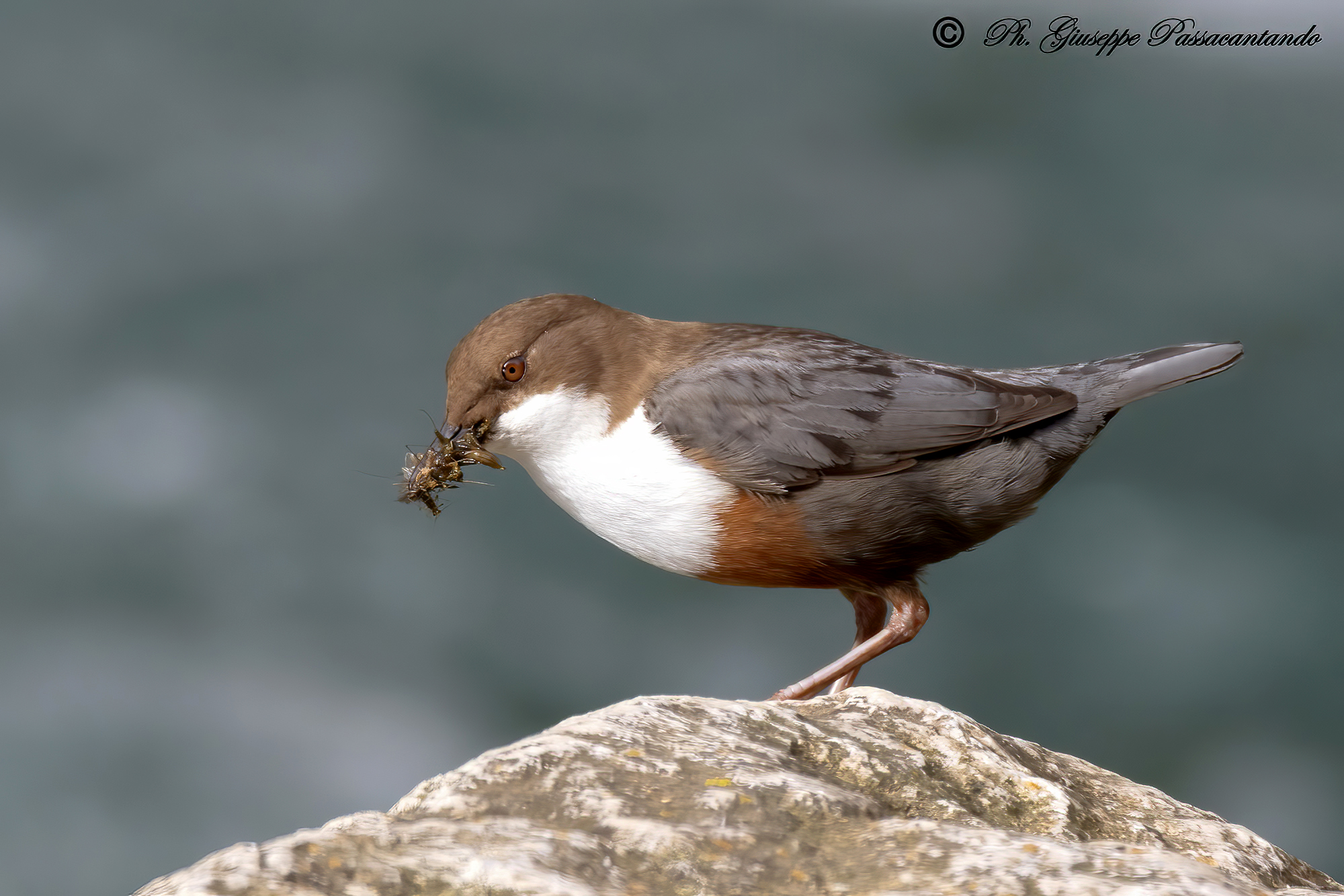 Dipper with peck...