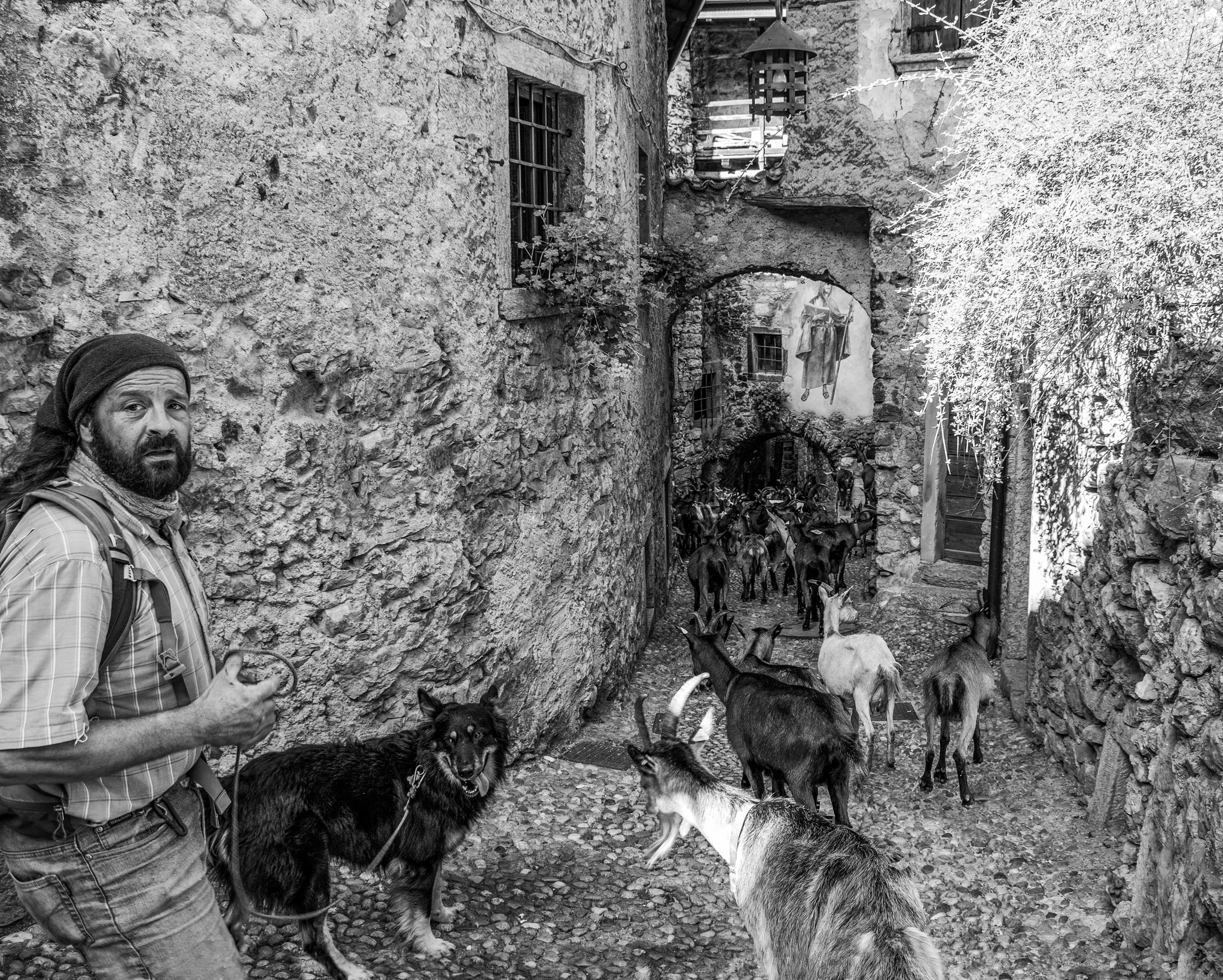 The goat desmontegada in Canale di Tenno...