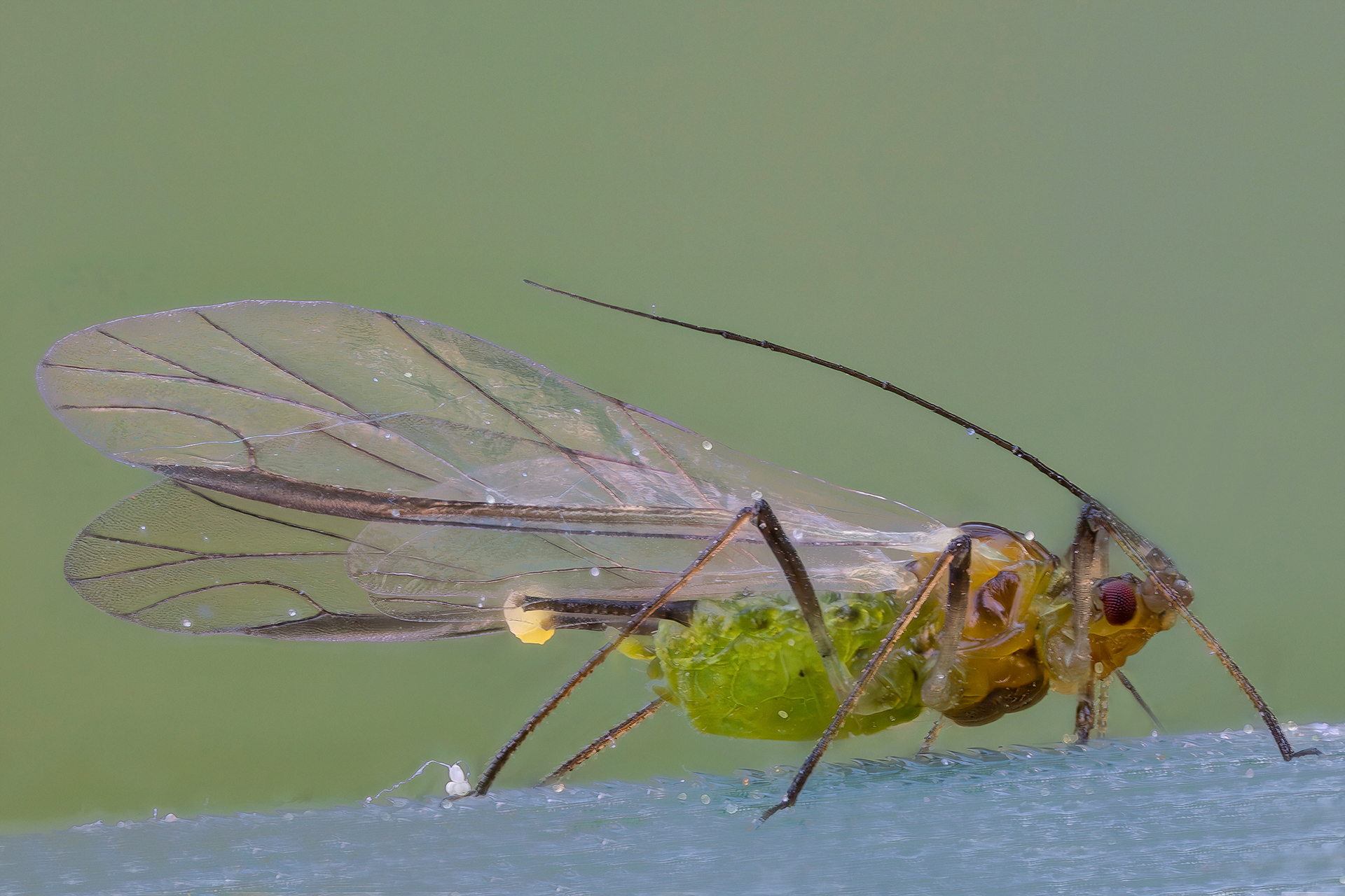 Winged aphid...