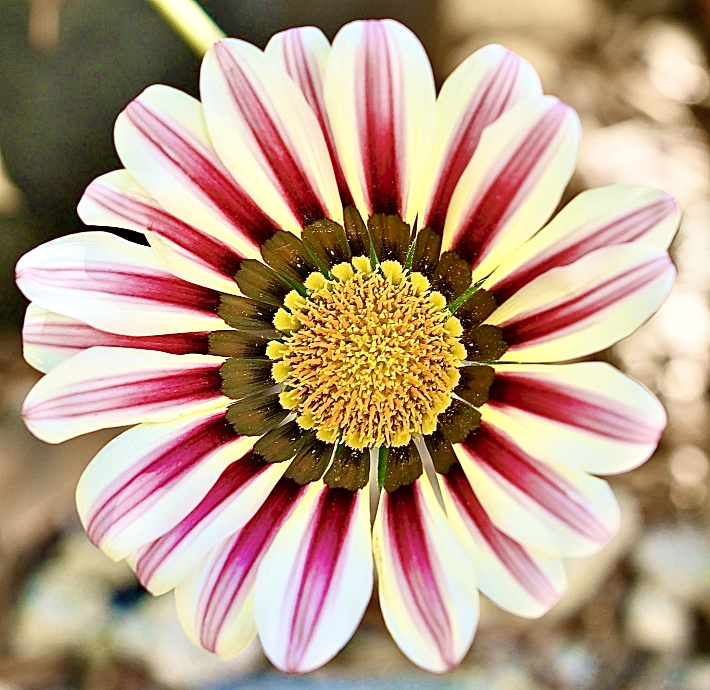 FLOWER...