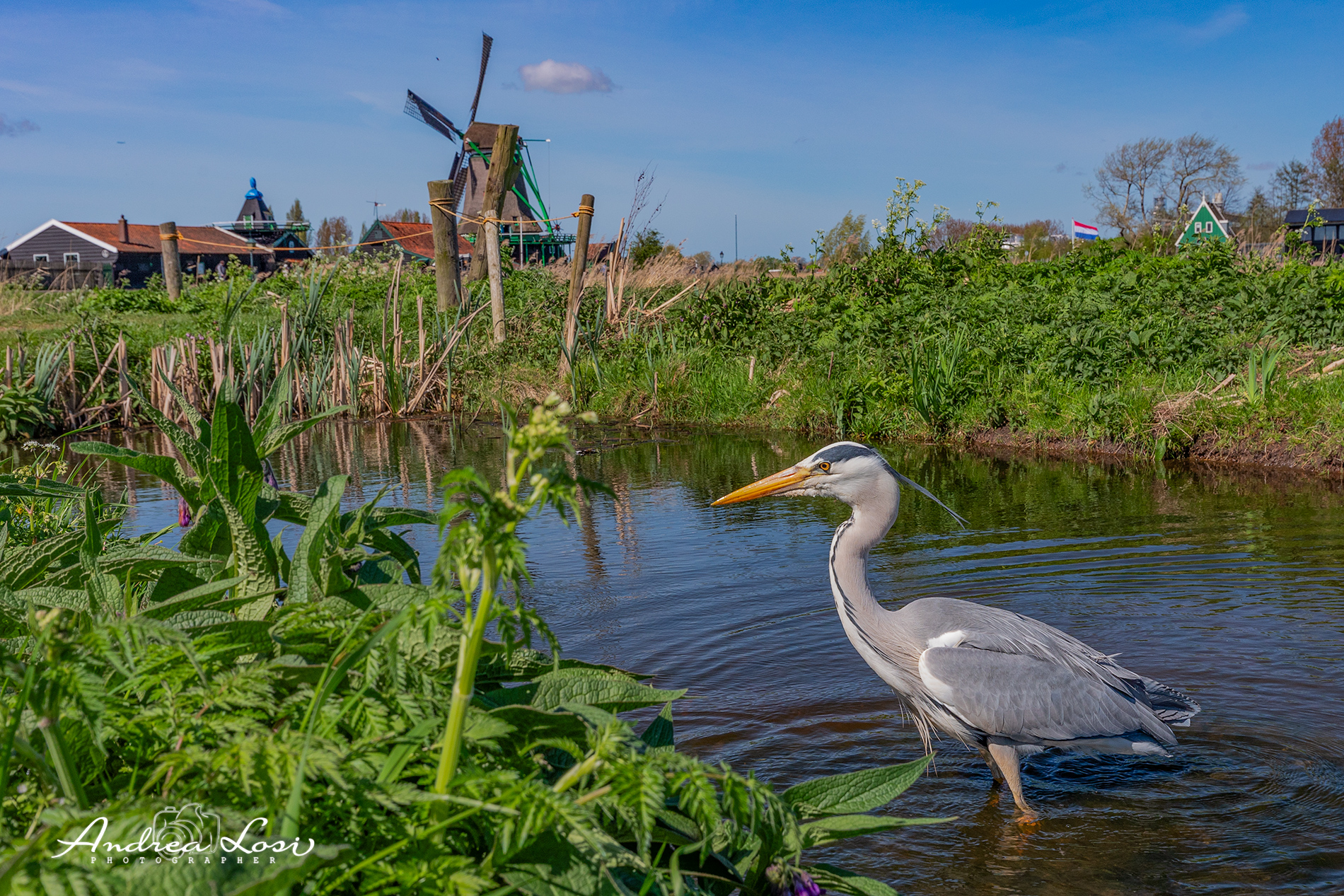 Grey Heron with Wide Angle,Wind Mill...