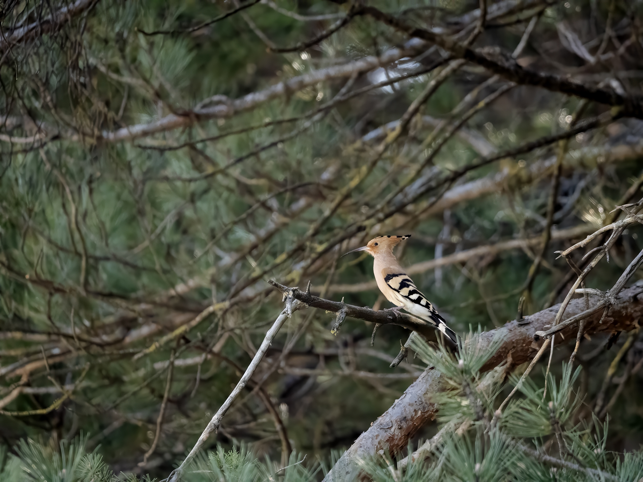 Hoopoe...