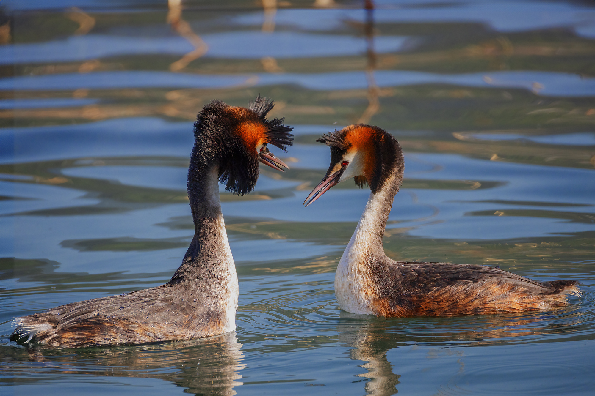 Pair of Great Crested Grebe...