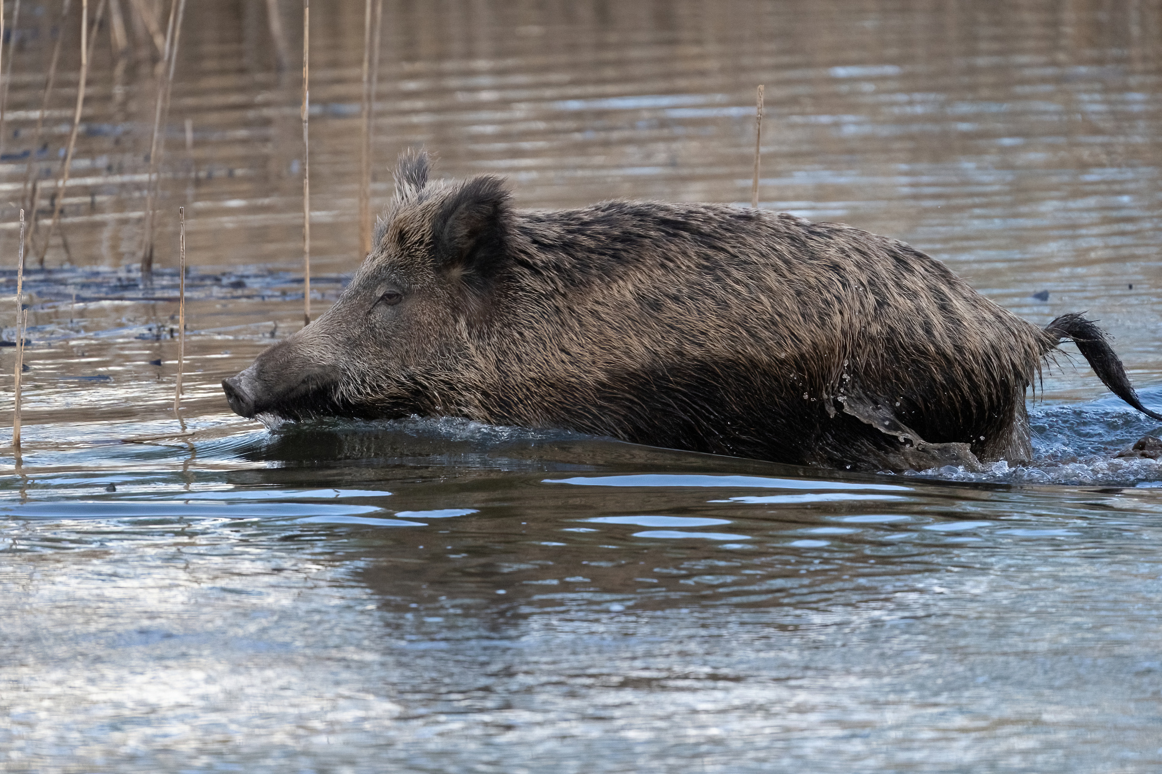 Wild boar at sunset in the swamp...