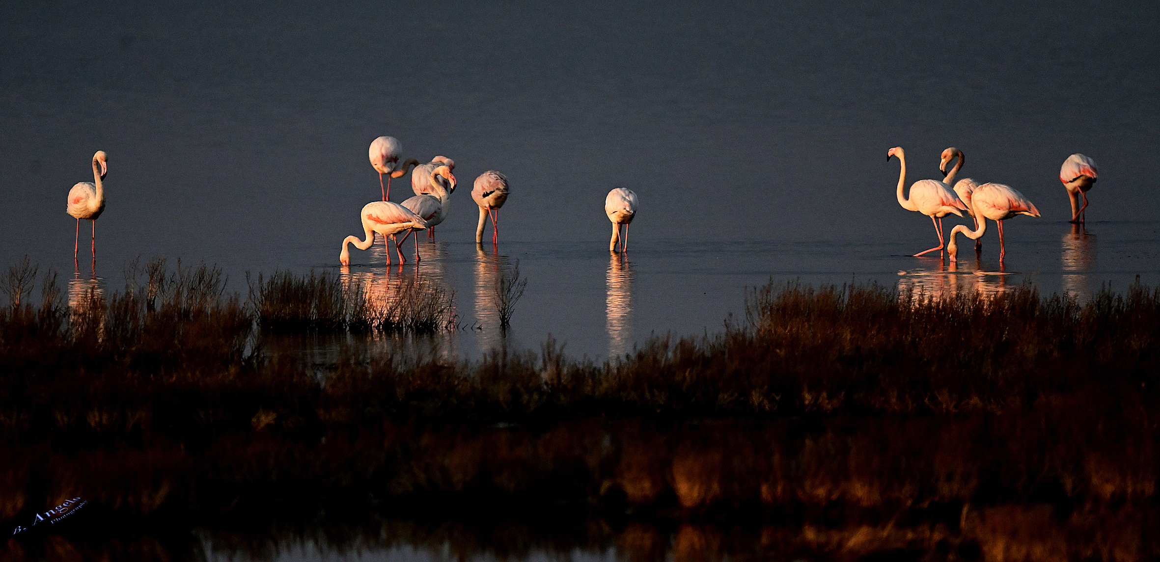 " First rays of sunshine " (Pink flamingos)...