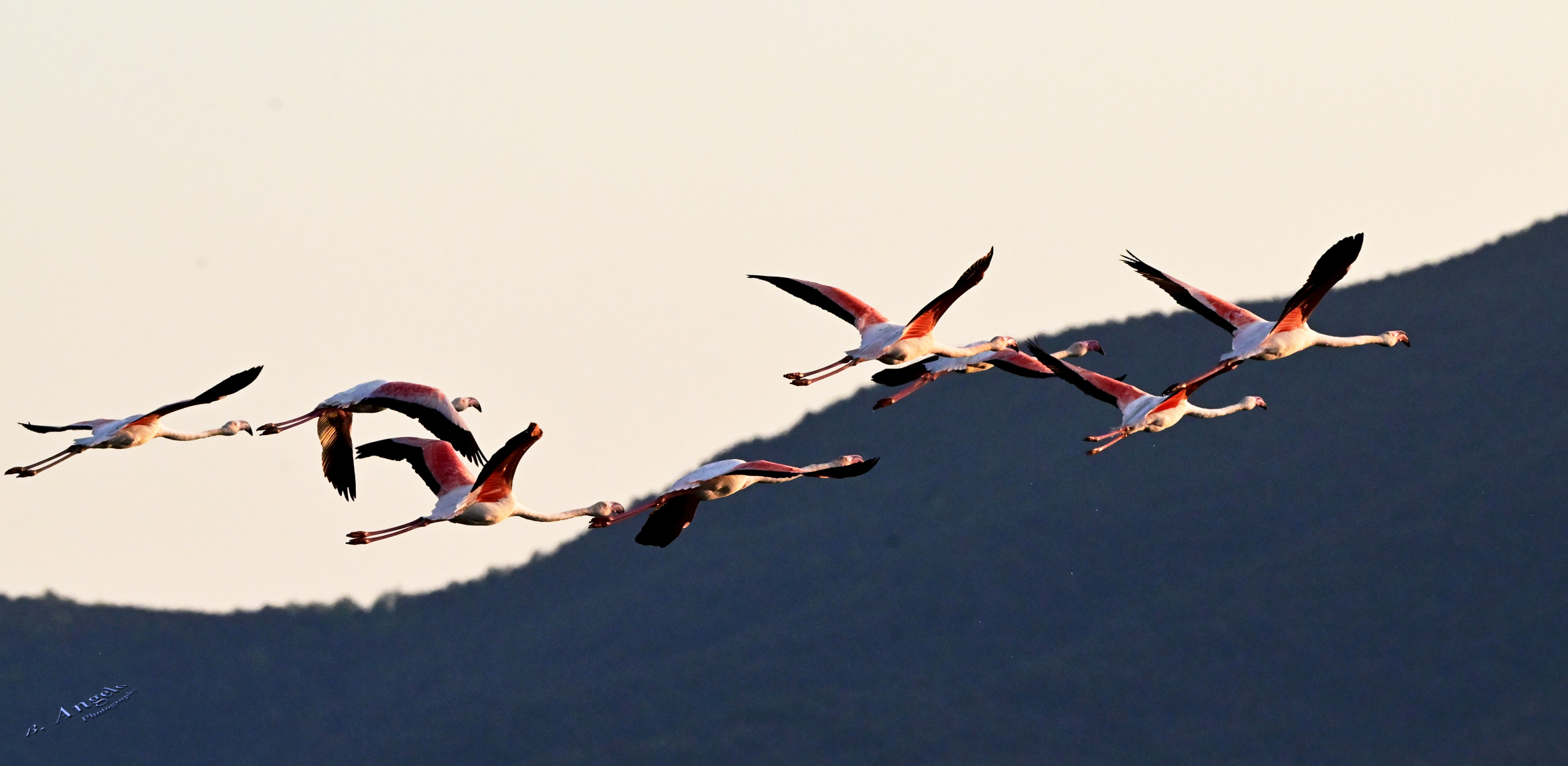 "The Flight" (Pink Flamingos)...