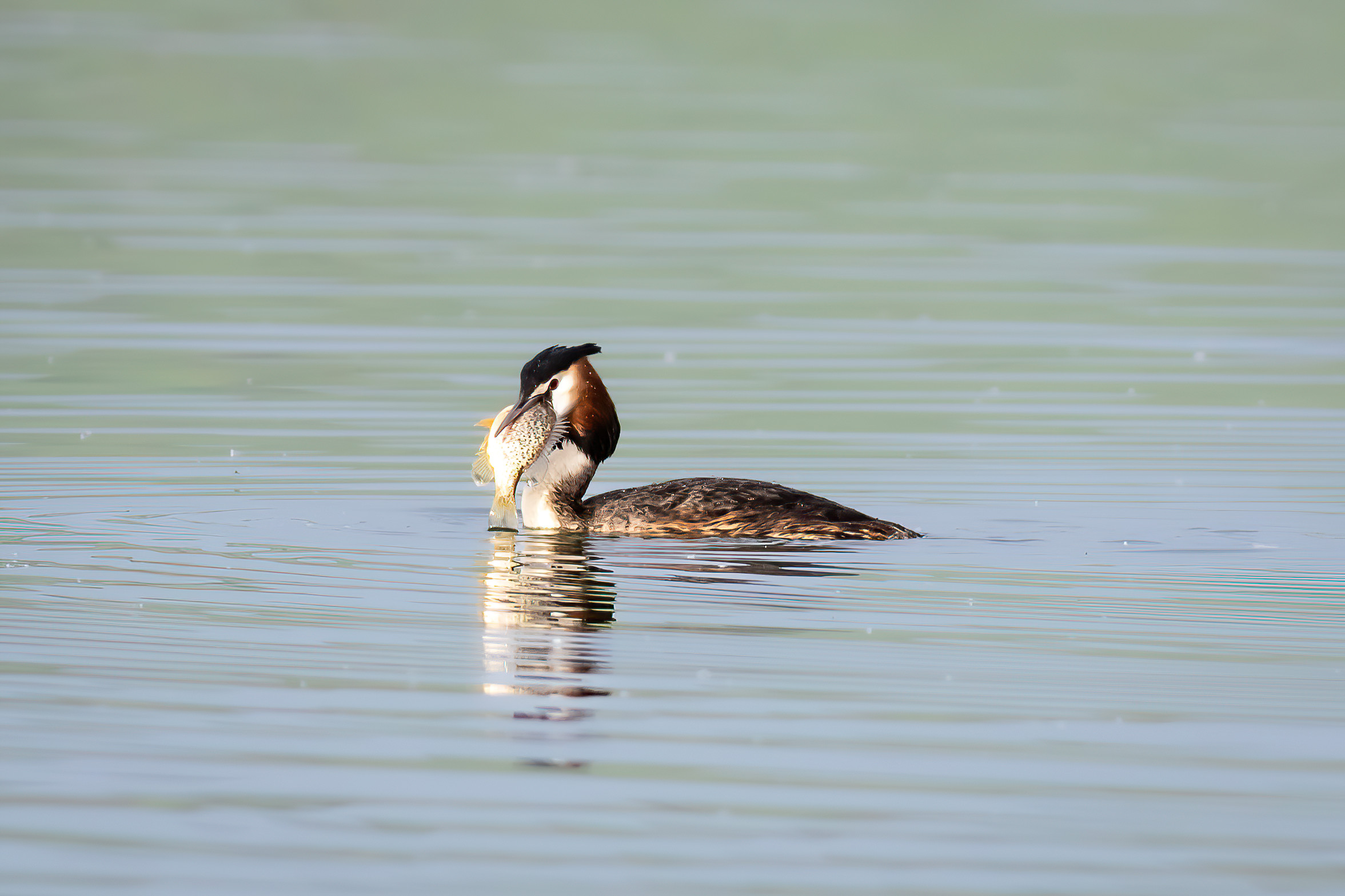 The Hungry Grebe...