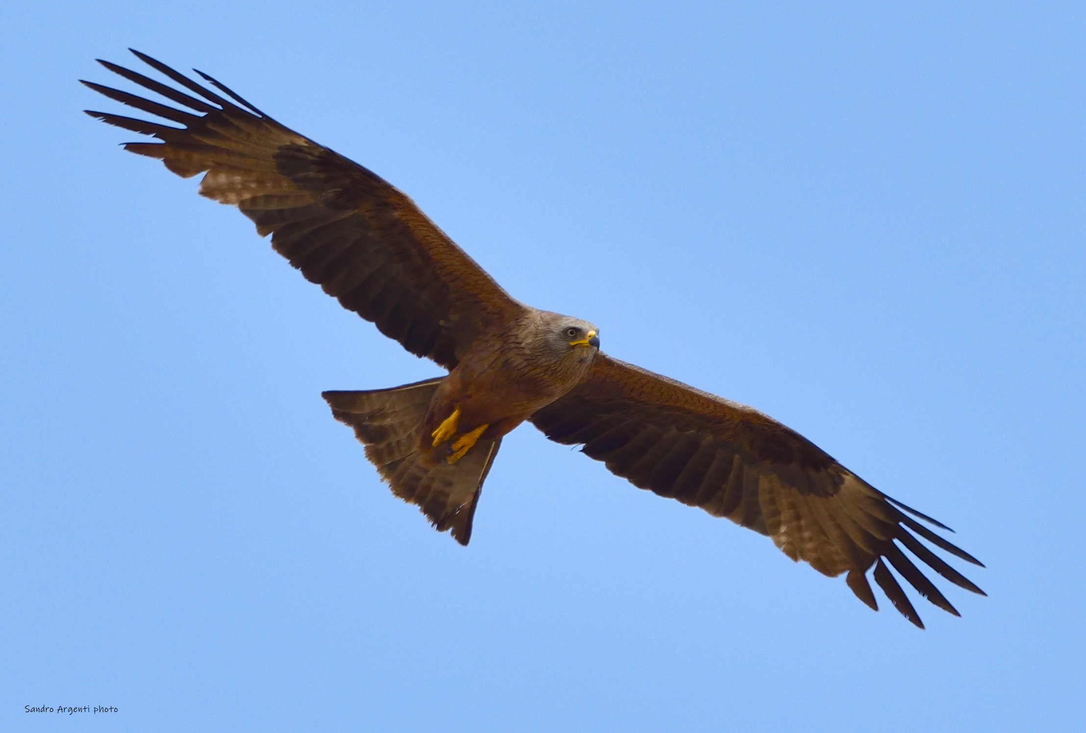 Nibbio bruno (Milvus migrans) volteggia nei cieli....