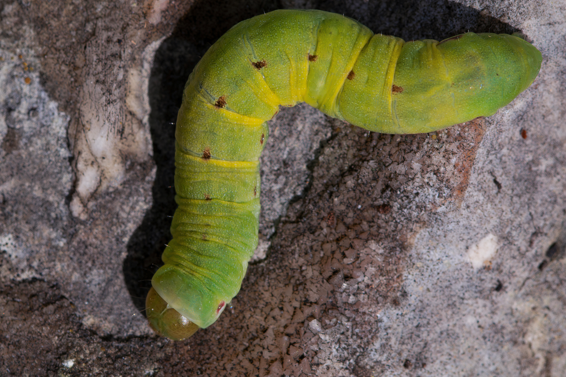 Caterpillar of Noctuidae sp....
