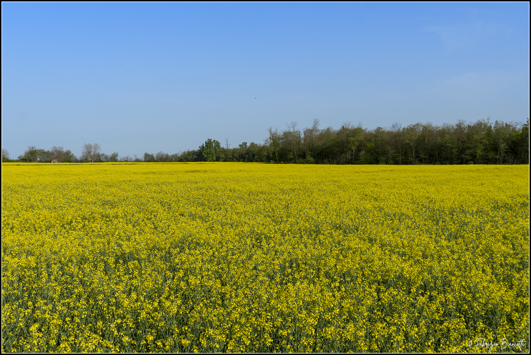 The yellow rapeseed fields of Novara...