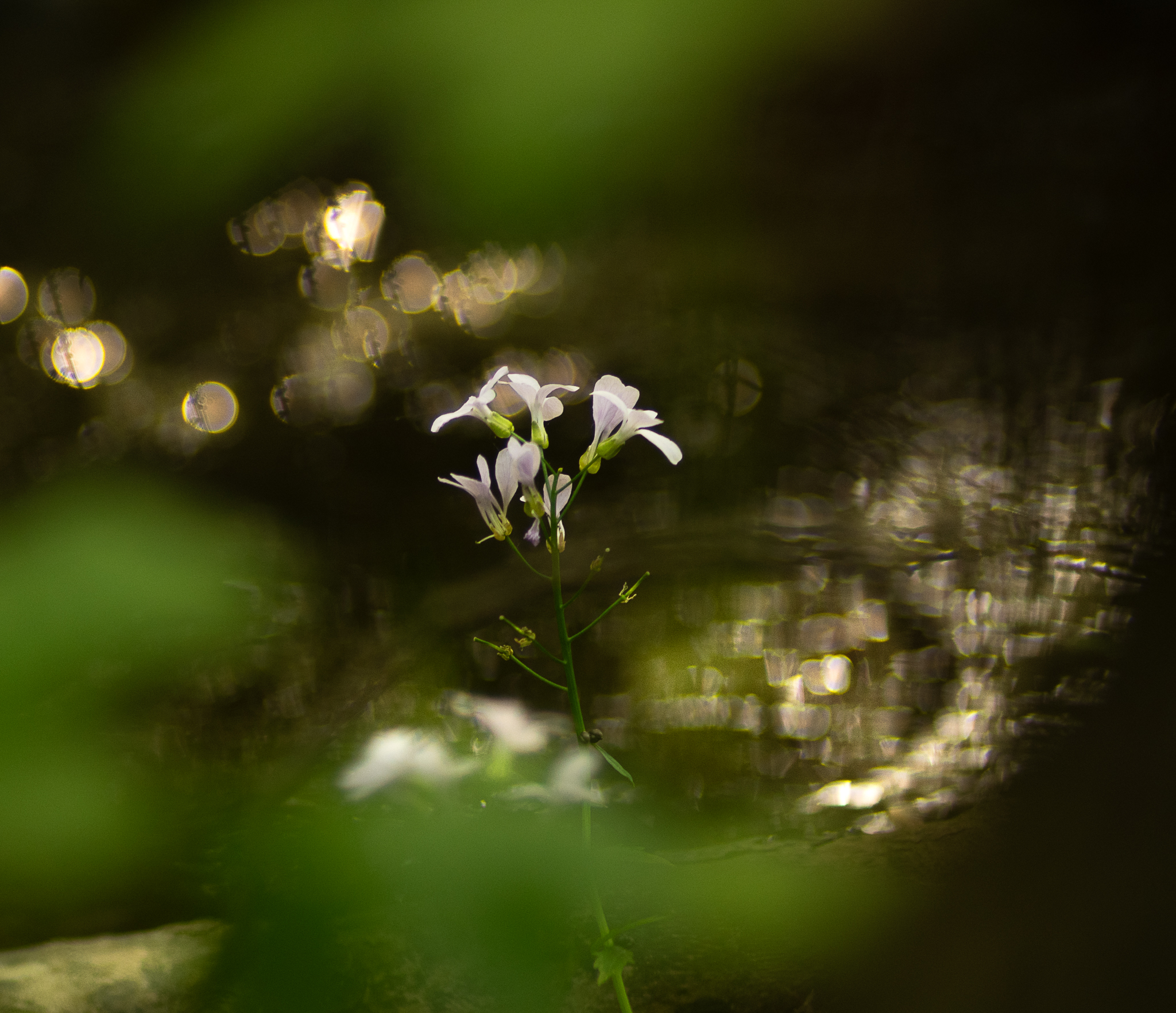 Between the leaves (flowers and reflections)...